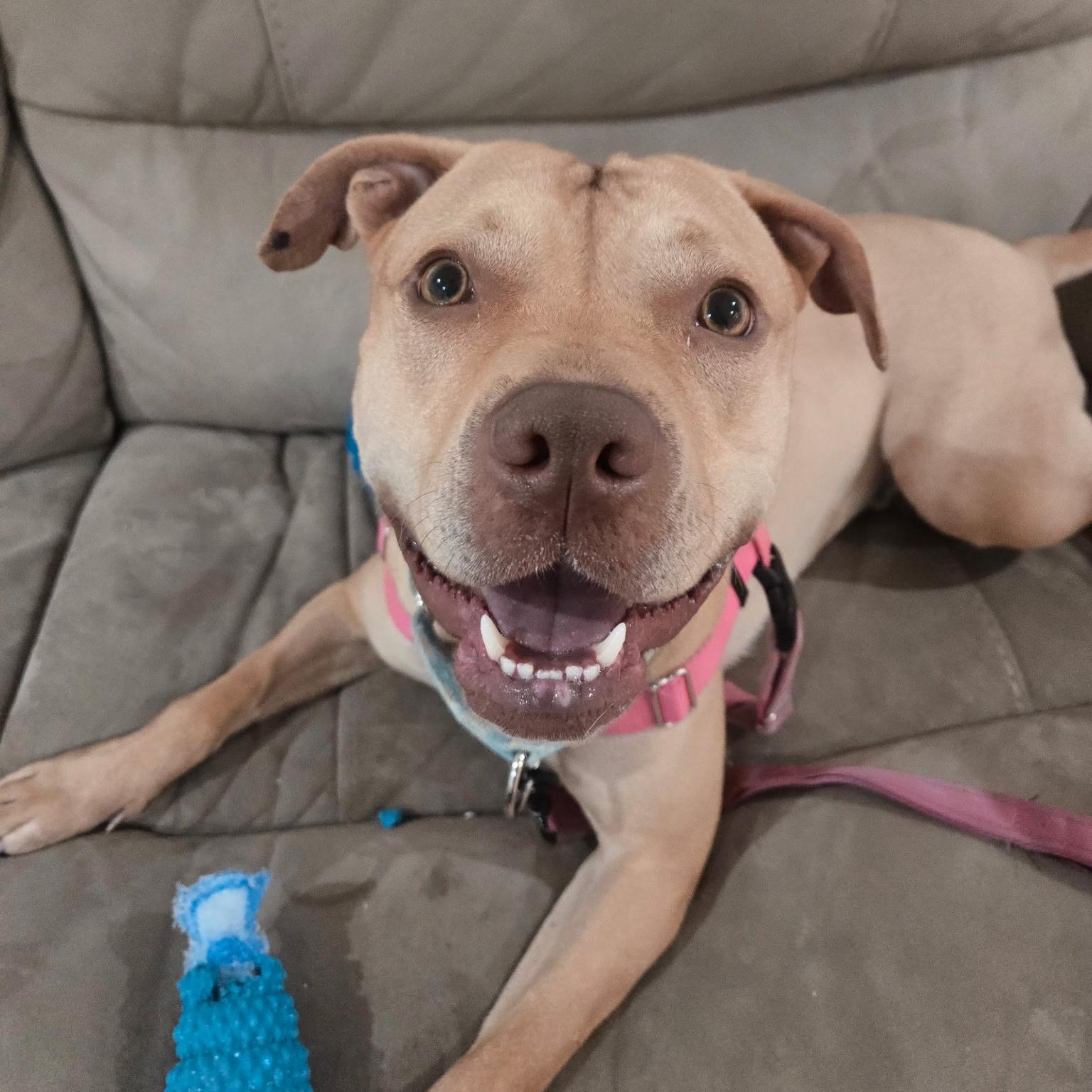 Enlarge LYDIA, a ADOPTABLE Pit Bull Terrier in Ontario, CA image 3/3