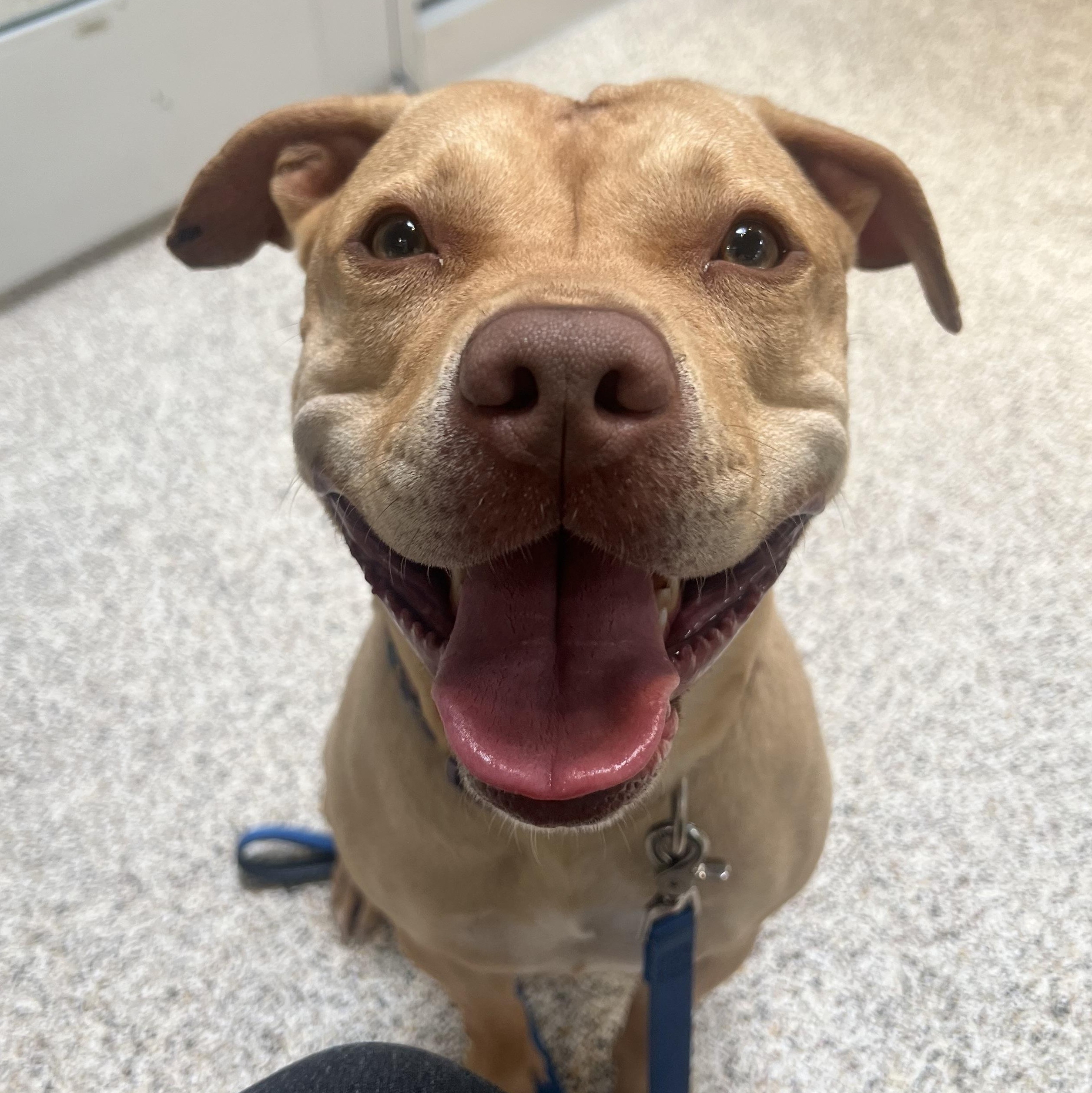 Enlarge LYDIA, a ADOPTABLE Pit Bull Terrier in Ontario, CA image 1/3