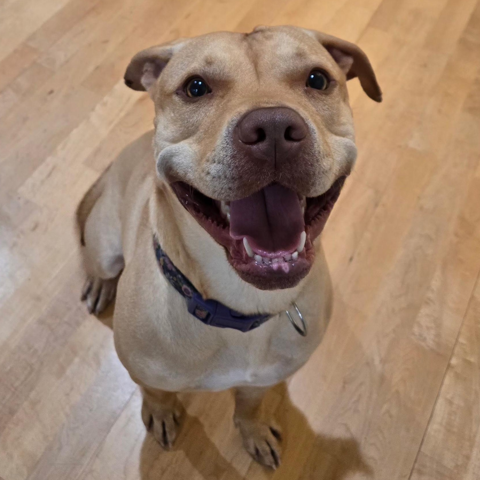 Enlarge LYDIA, a ADOPTABLE Pit Bull Terrier in Ontario, CA image 2/3