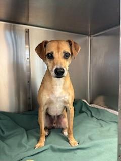 Enlarge Flako, a Adoptable mixed breed in Irving, TX image 1/2