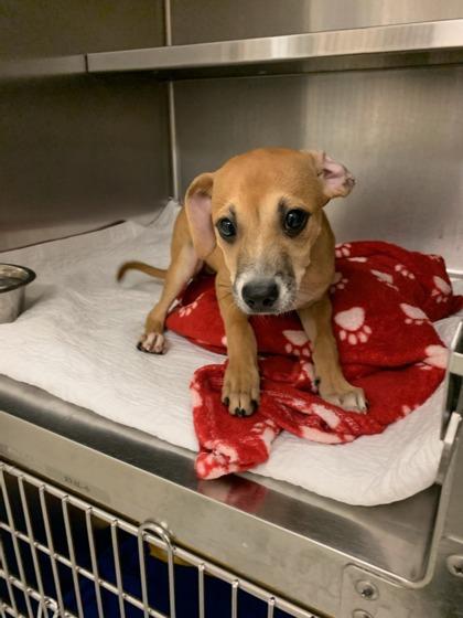 Enlarge Flako, a Adoptable mixed breed in Irving, TX image 2/2