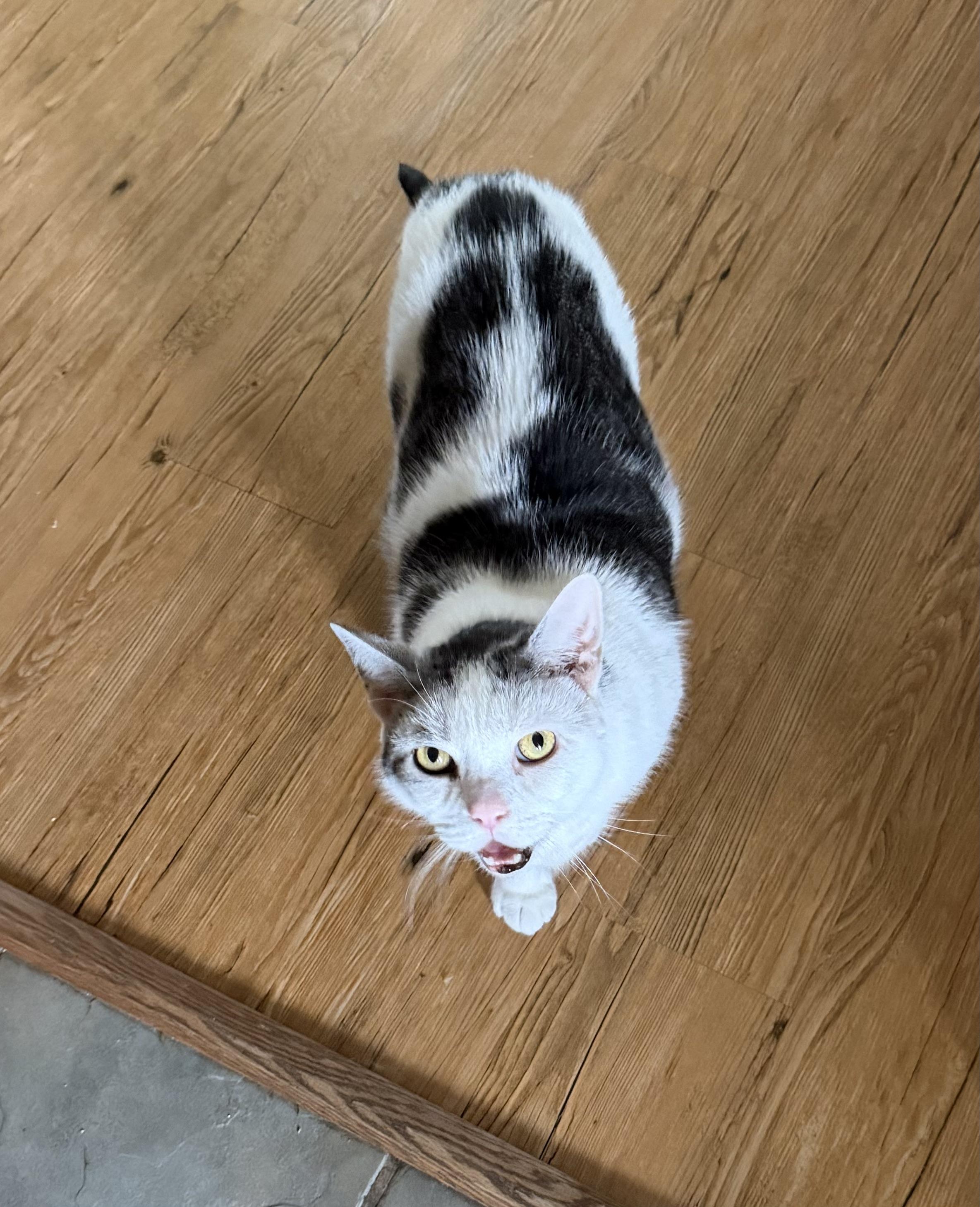 Scooter, a ADOPTABLE Domestic Short Hair in Plain City, OH image 5/6