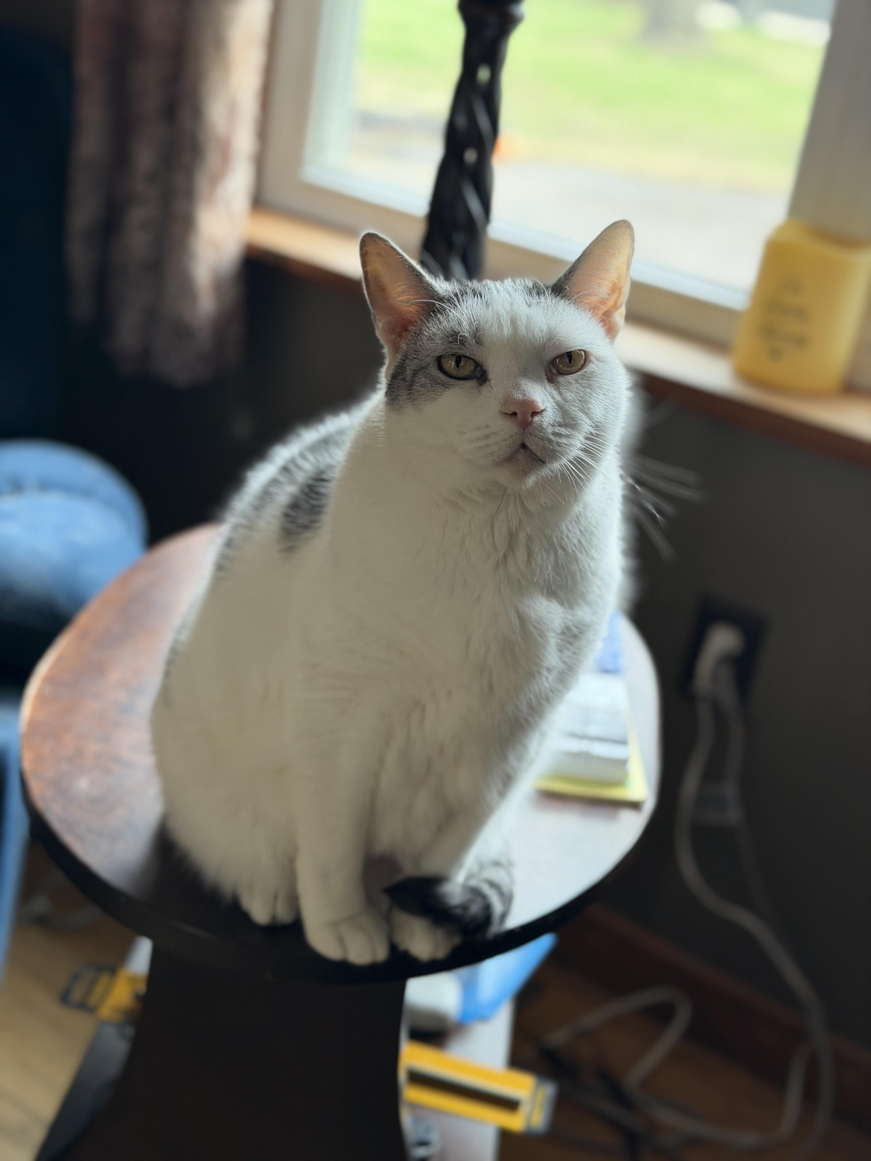 Scooter, ADOPTABLE, Adult Male Domestic Short Hair.