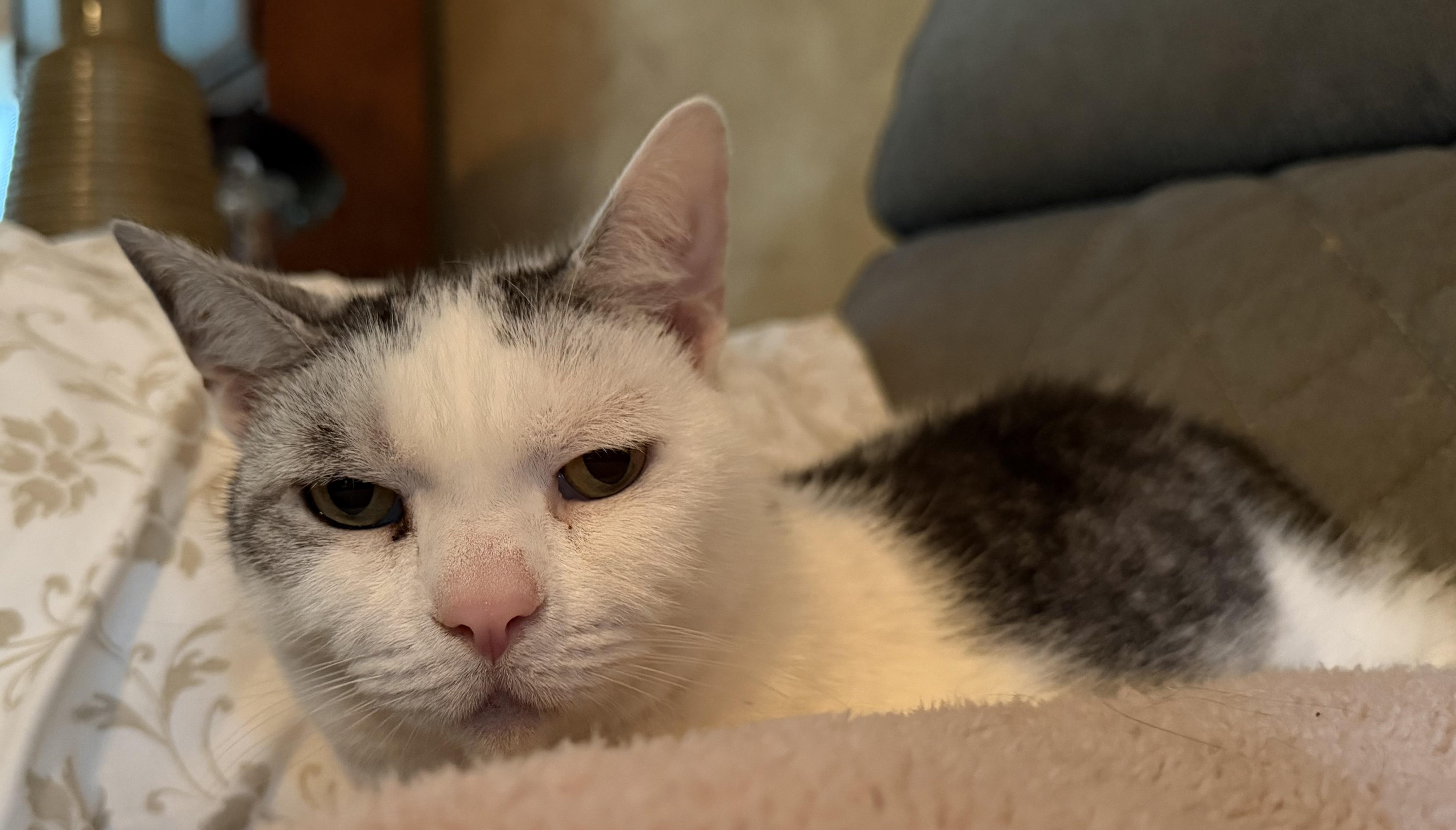 Scooter, a ADOPTABLE Domestic Short Hair in Plain City, OH image 3/6