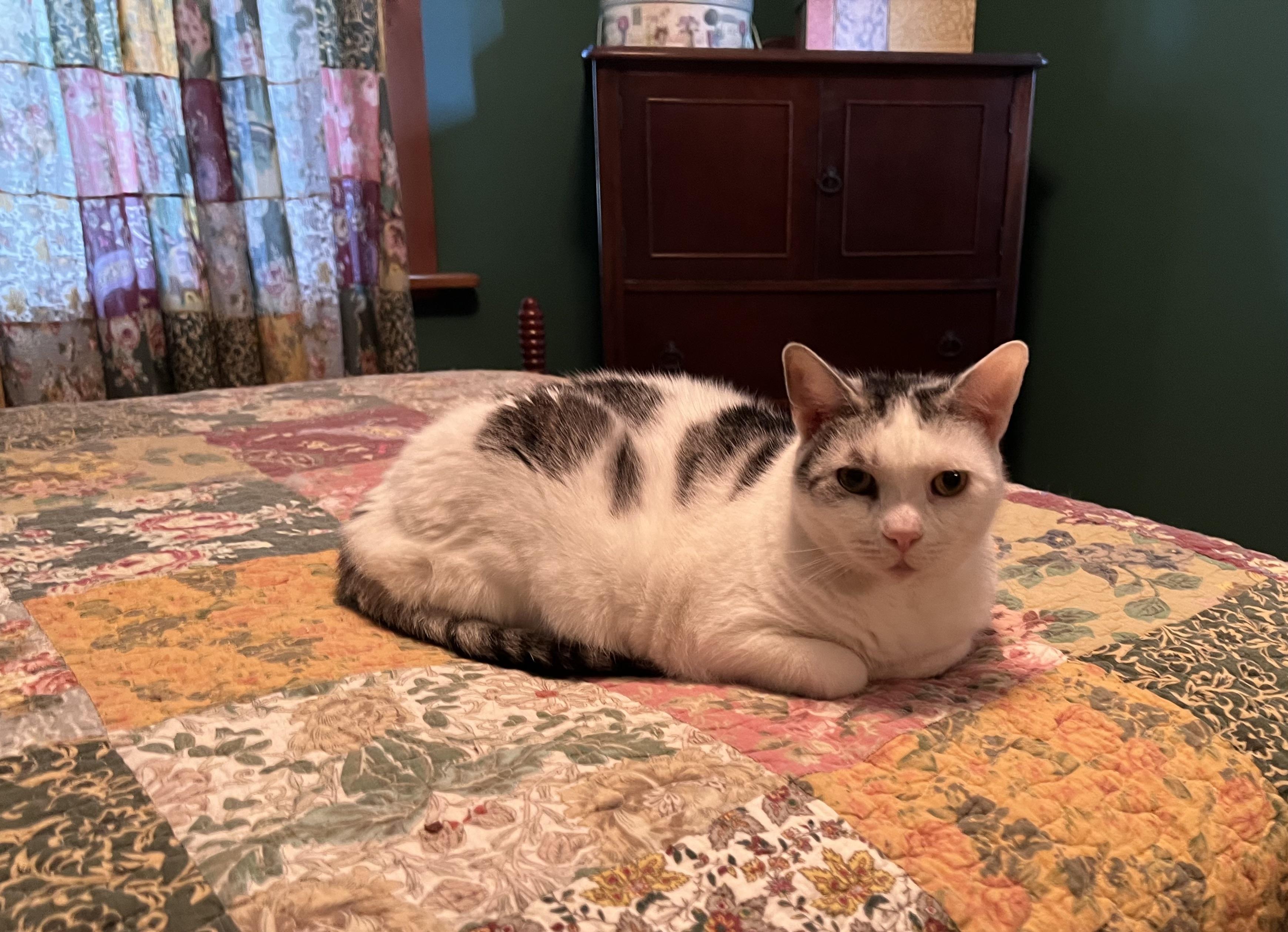 Scooter, a ADOPTABLE Domestic Short Hair in Plain City, OH image 6/6