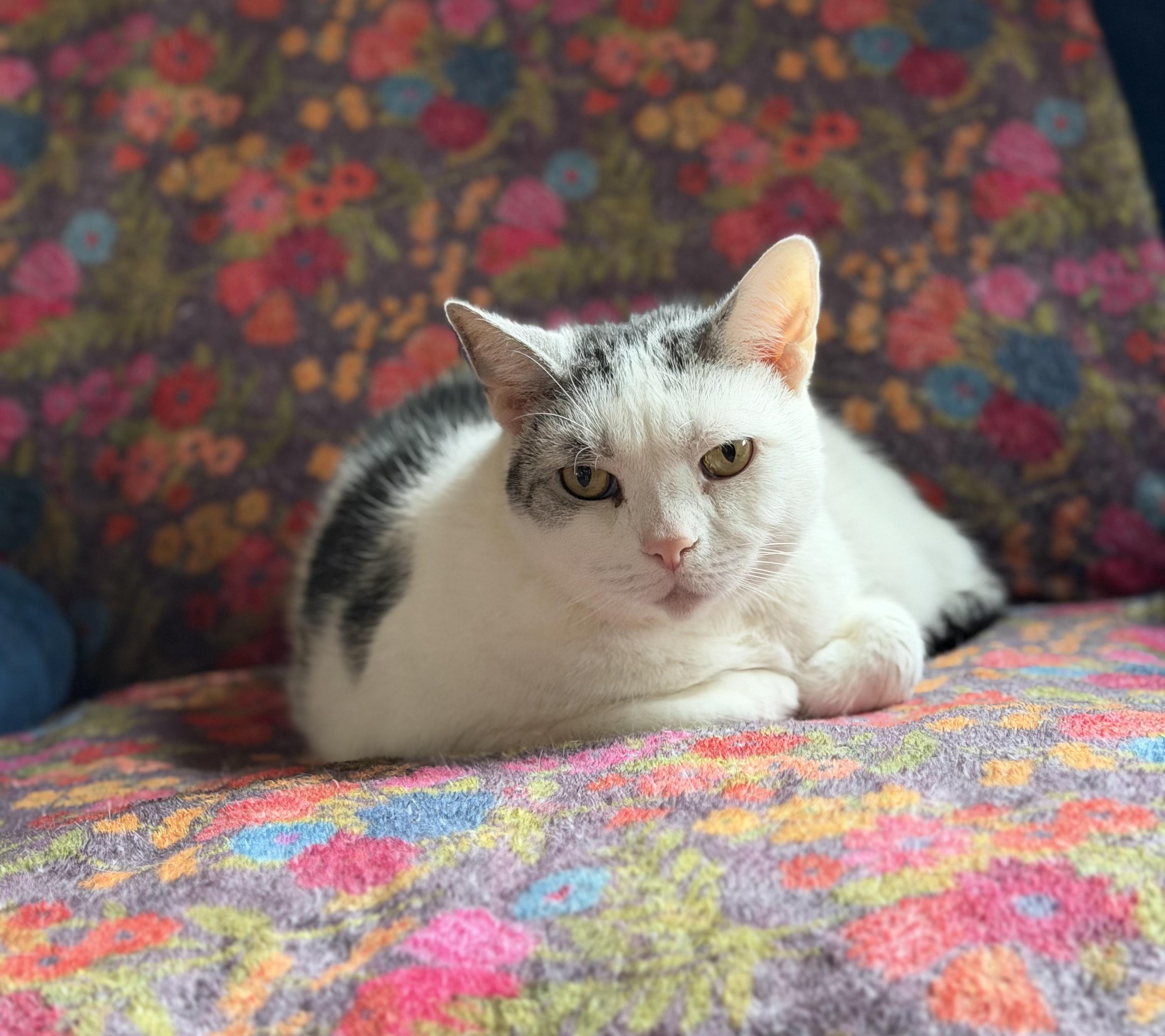 Scooter, a ADOPTABLE Domestic Short Hair in Plain City, OH image 2/6