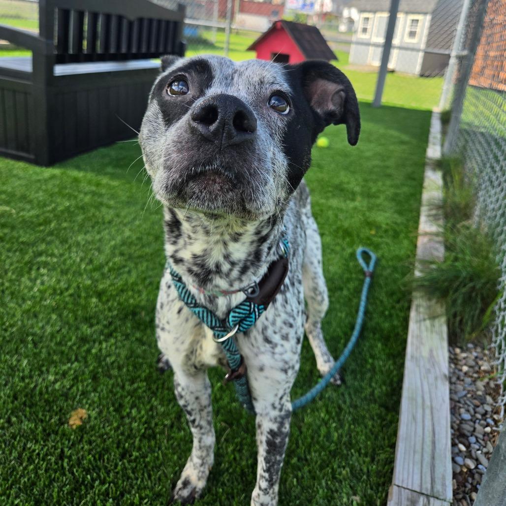 Enlarge Roxley, a Adoptable mixed breed in Binghamton, NY image 2/3