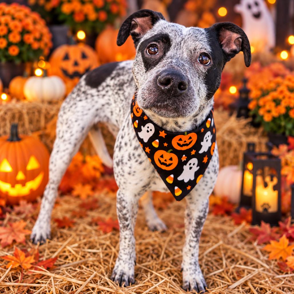 Enlarge Roxley, a Adoptable mixed breed in Binghamton, NY image 3/3