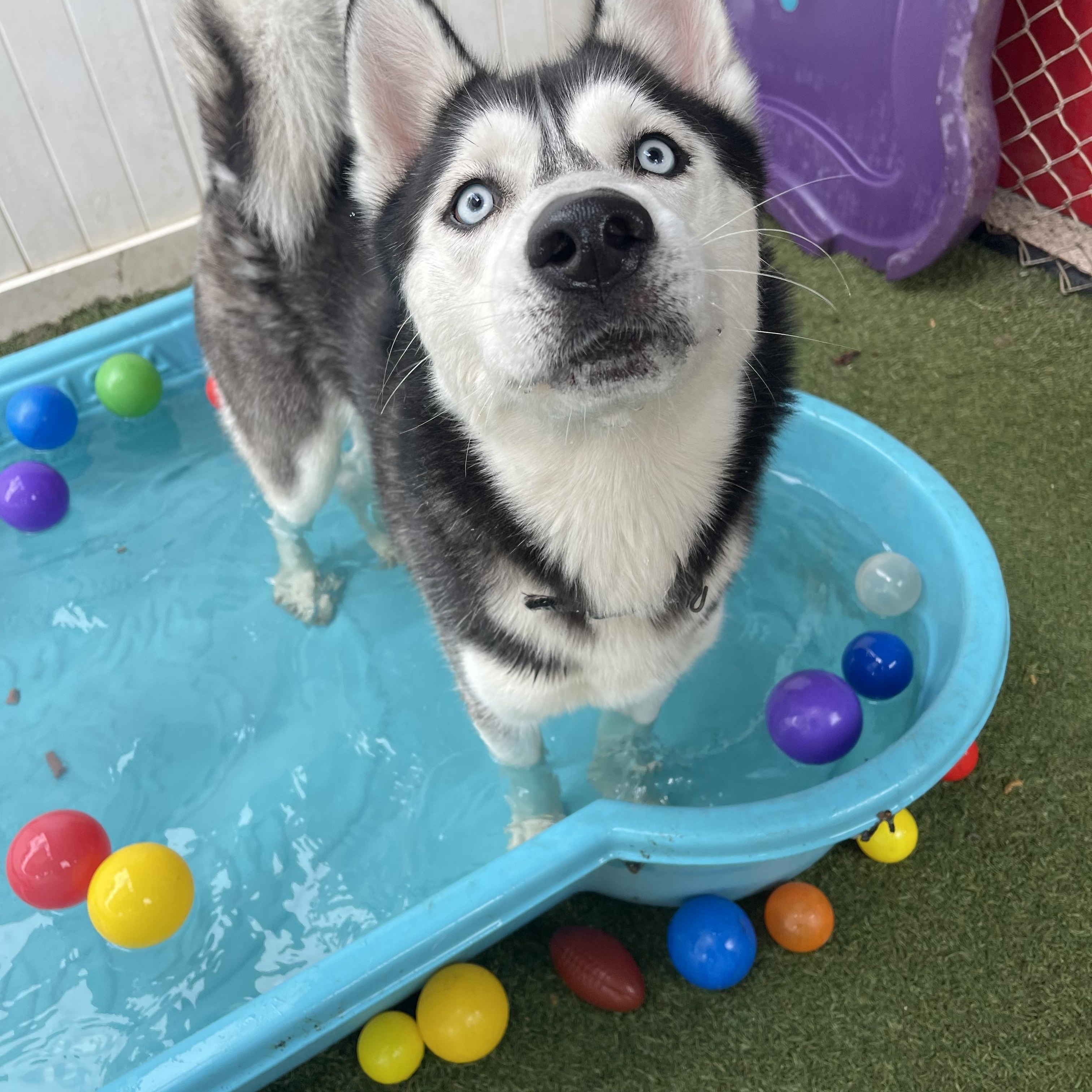 Enlarge Rufus, an adopted Siberian Husky in Baton Rouge, LA image 2/6