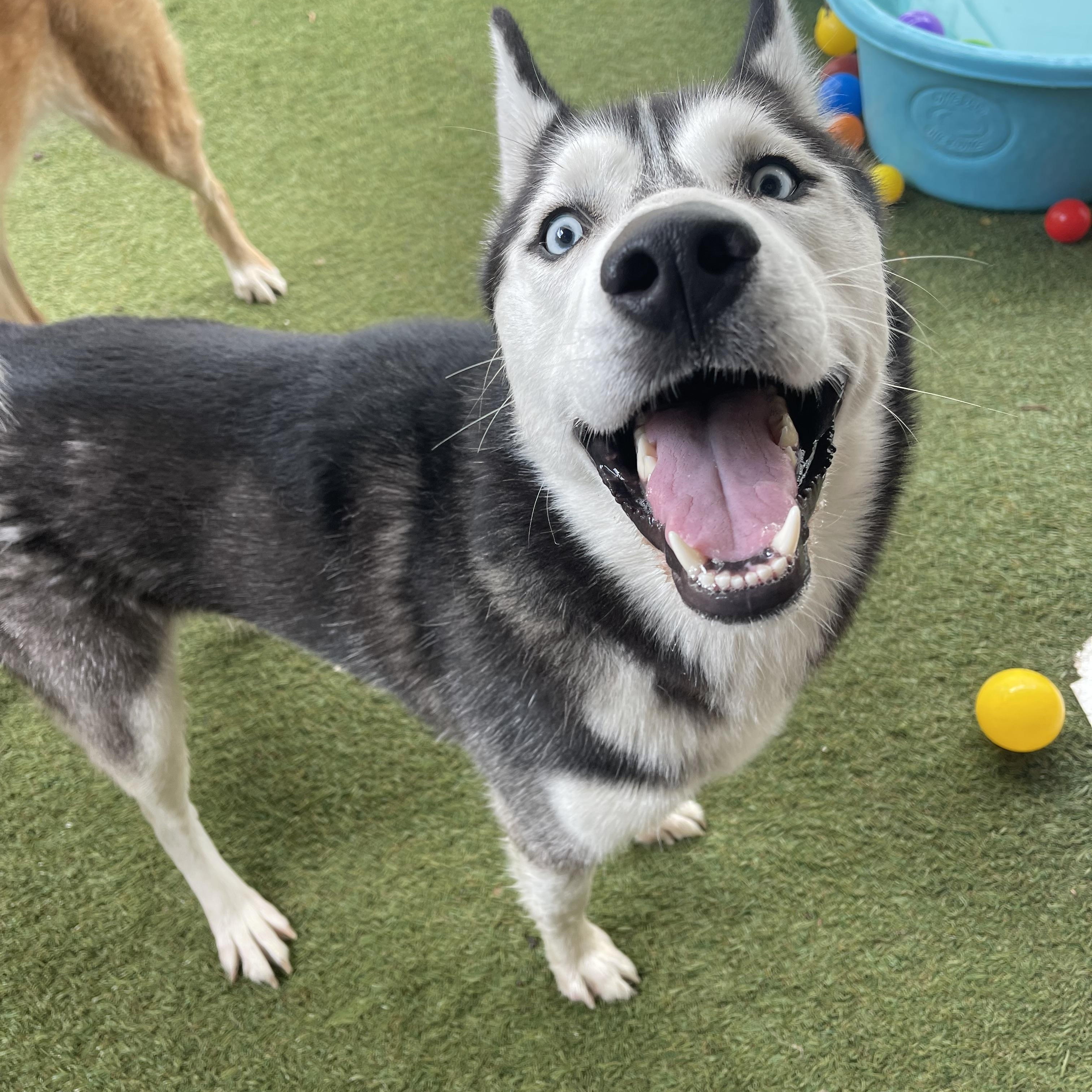 Enlarge Rufus, an adopted Siberian Husky in Baton Rouge, LA image 3/6