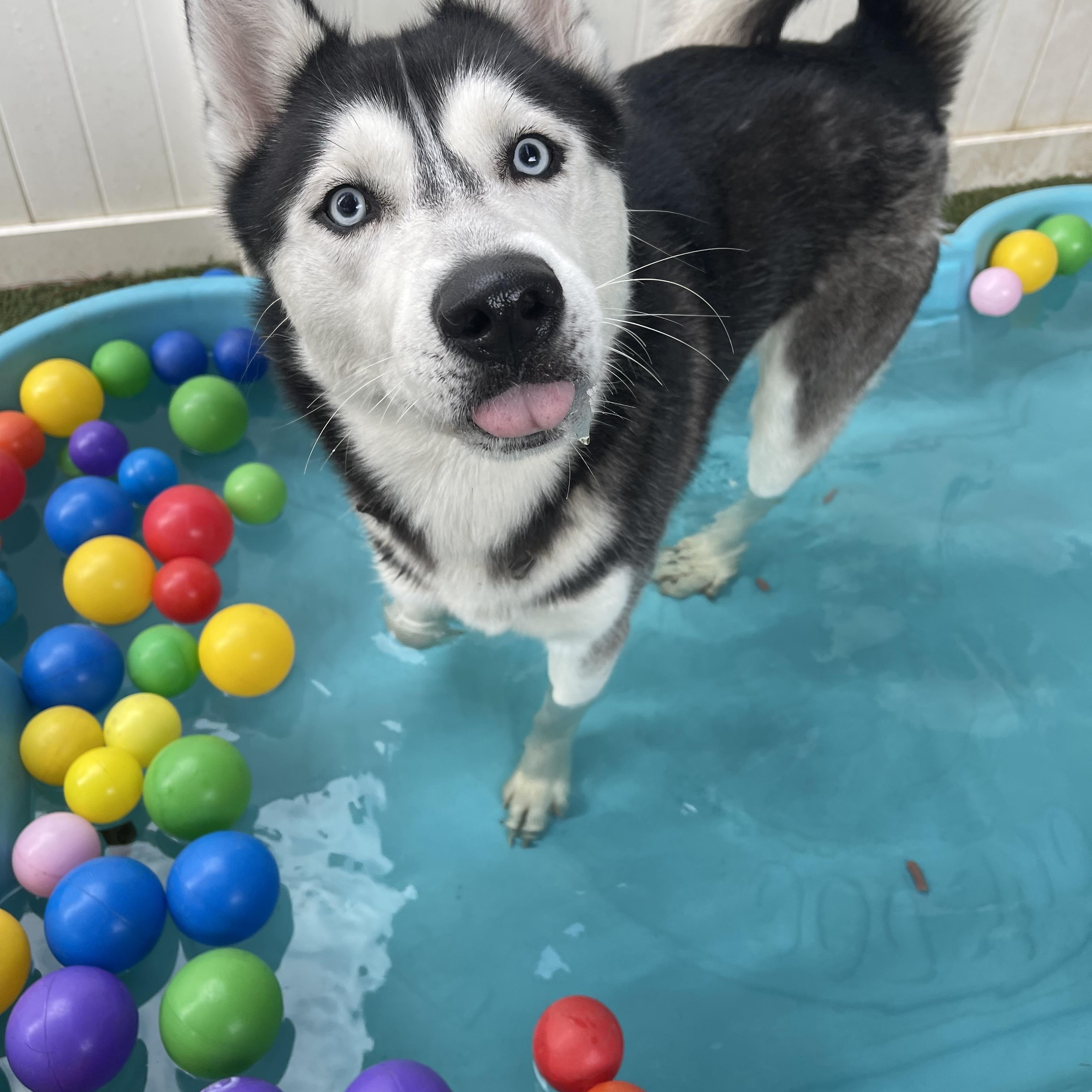 Enlarge Rufus, an adopted Siberian Husky in Baton Rouge, LA image 4/6