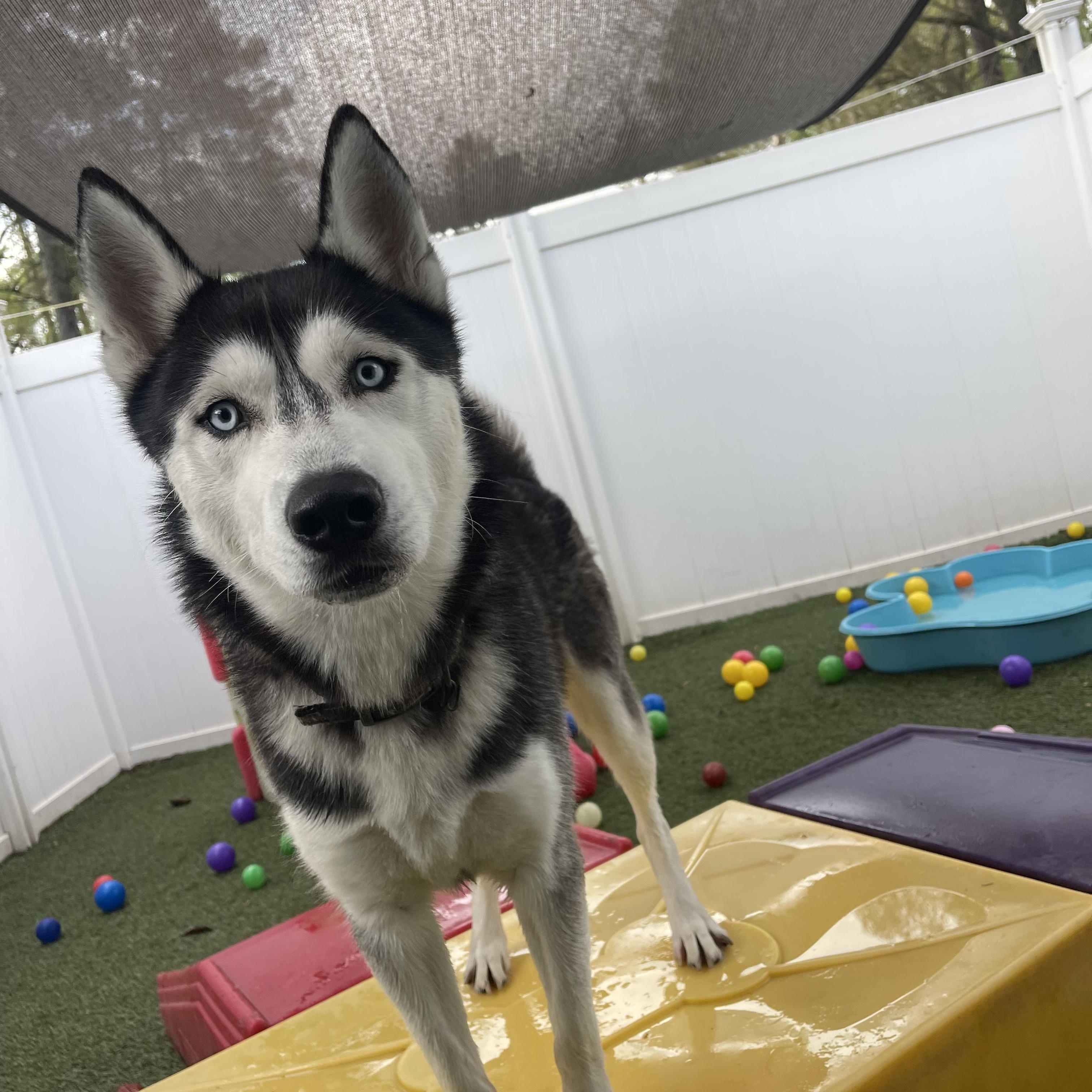 Enlarge Rufus, an adopted Siberian Husky in Baton Rouge, LA image 5/6