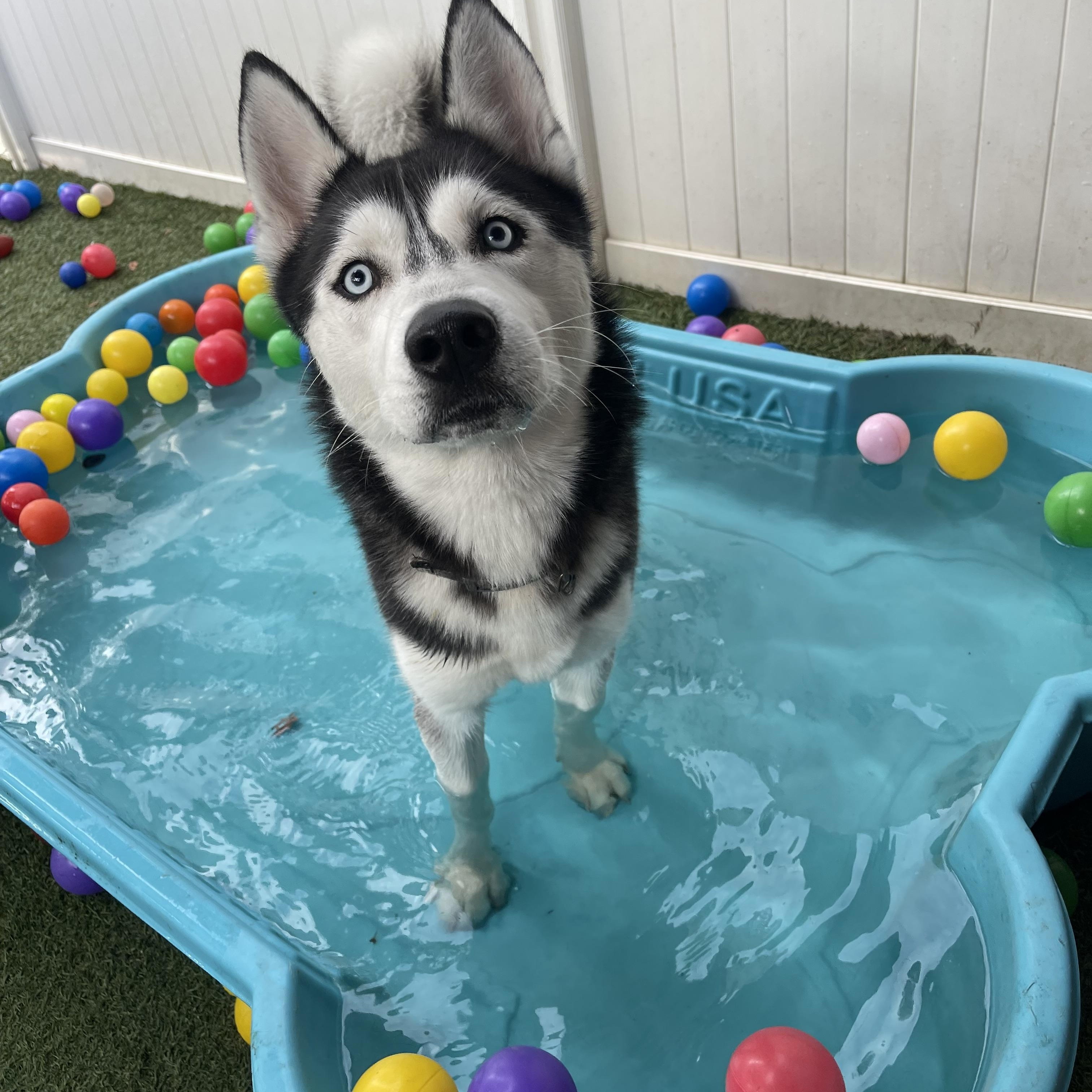 Enlarge Rufus, an adopted Siberian Husky in Baton Rouge, LA image 1/6