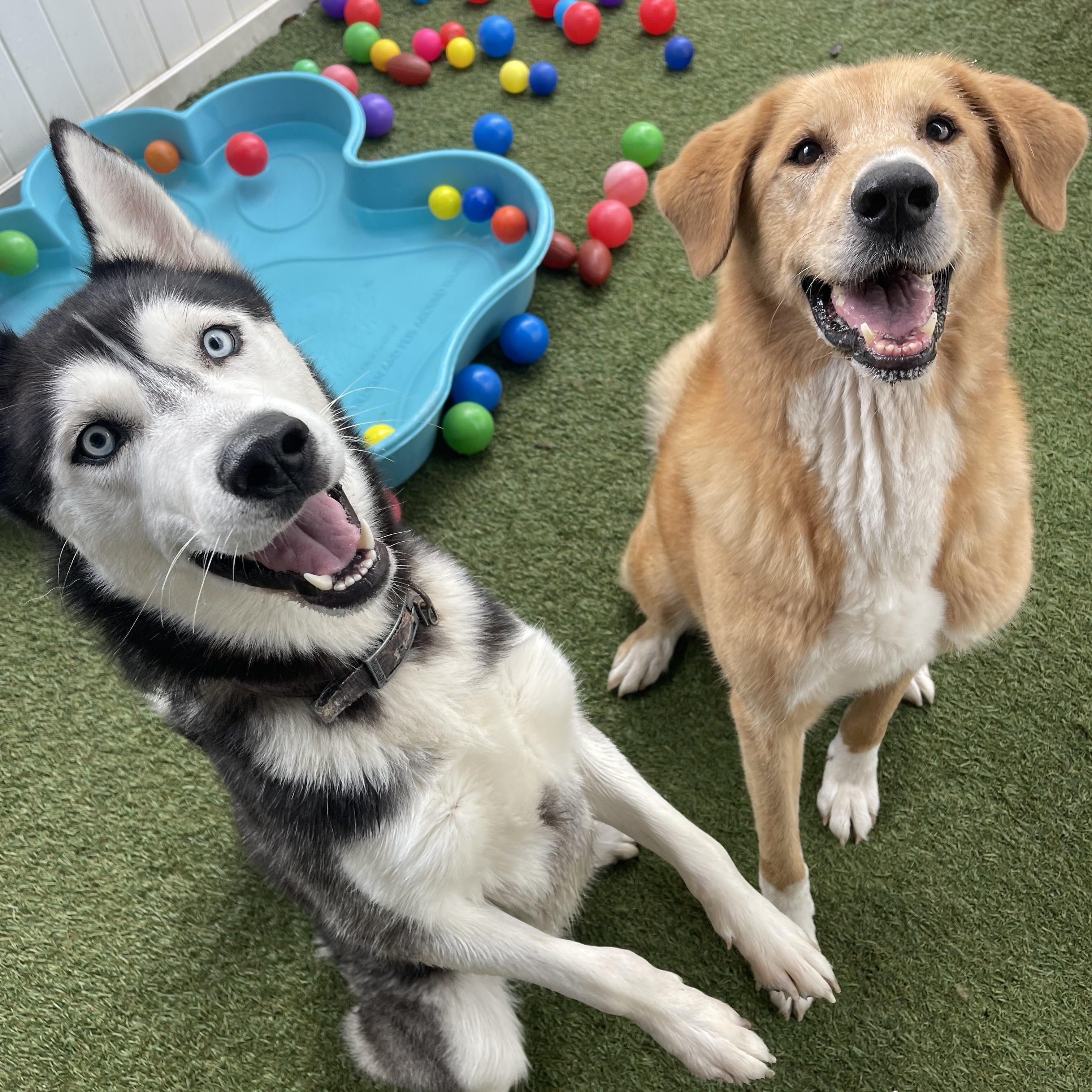 Enlarge Rufus, an adopted Siberian Husky in Baton Rouge, LA image 6/6