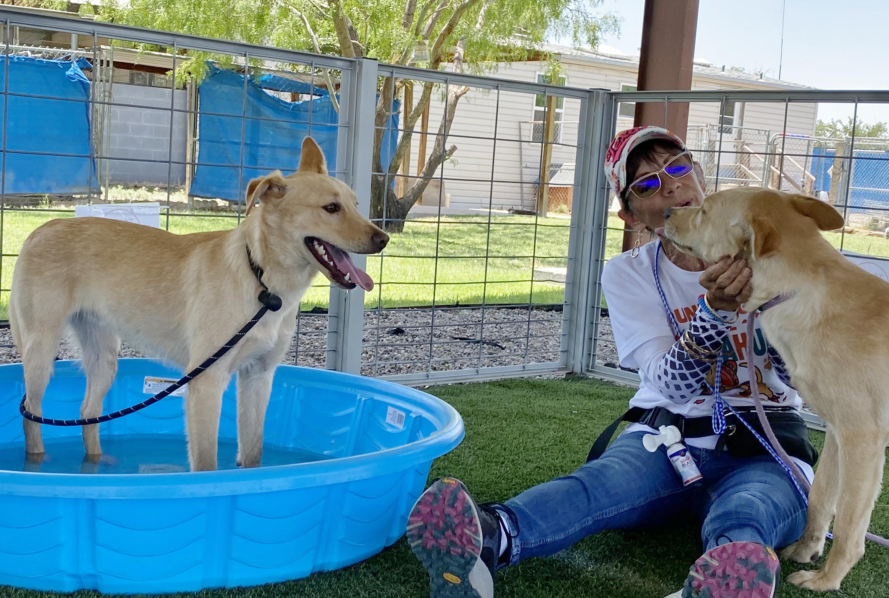 Lock, a Adoptable mixed breed in El Paso, TX image 6/6