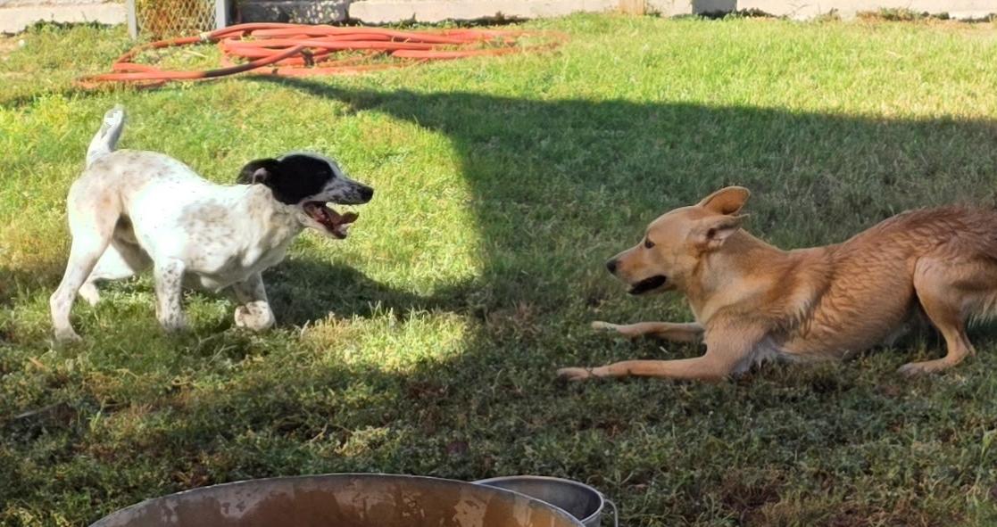 Lock, an adoptable Labrador Retriever in El Paso, TX, 79821 | Photo Image 3