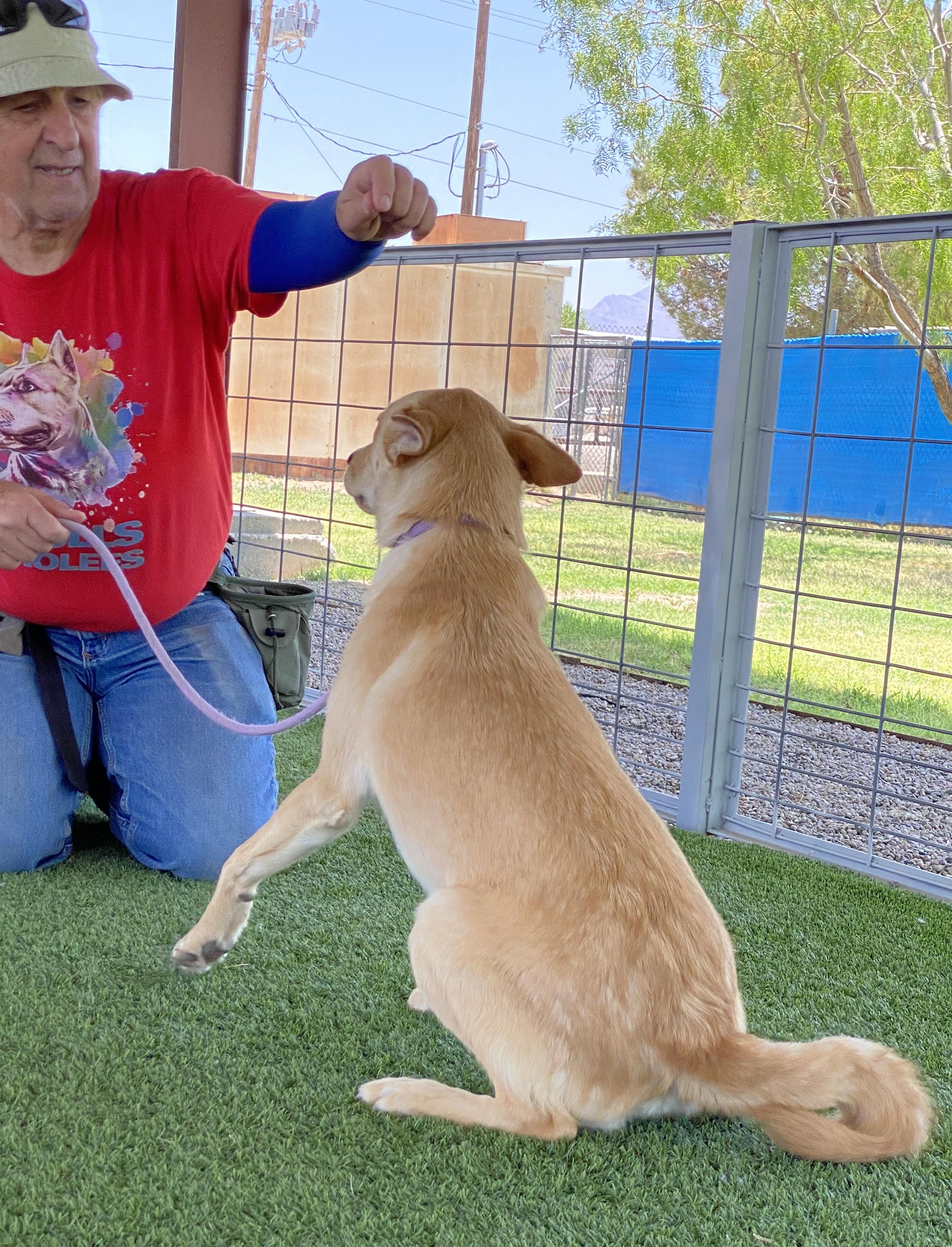 Lock, a Adoptable mixed breed in El Paso, TX image 3/6