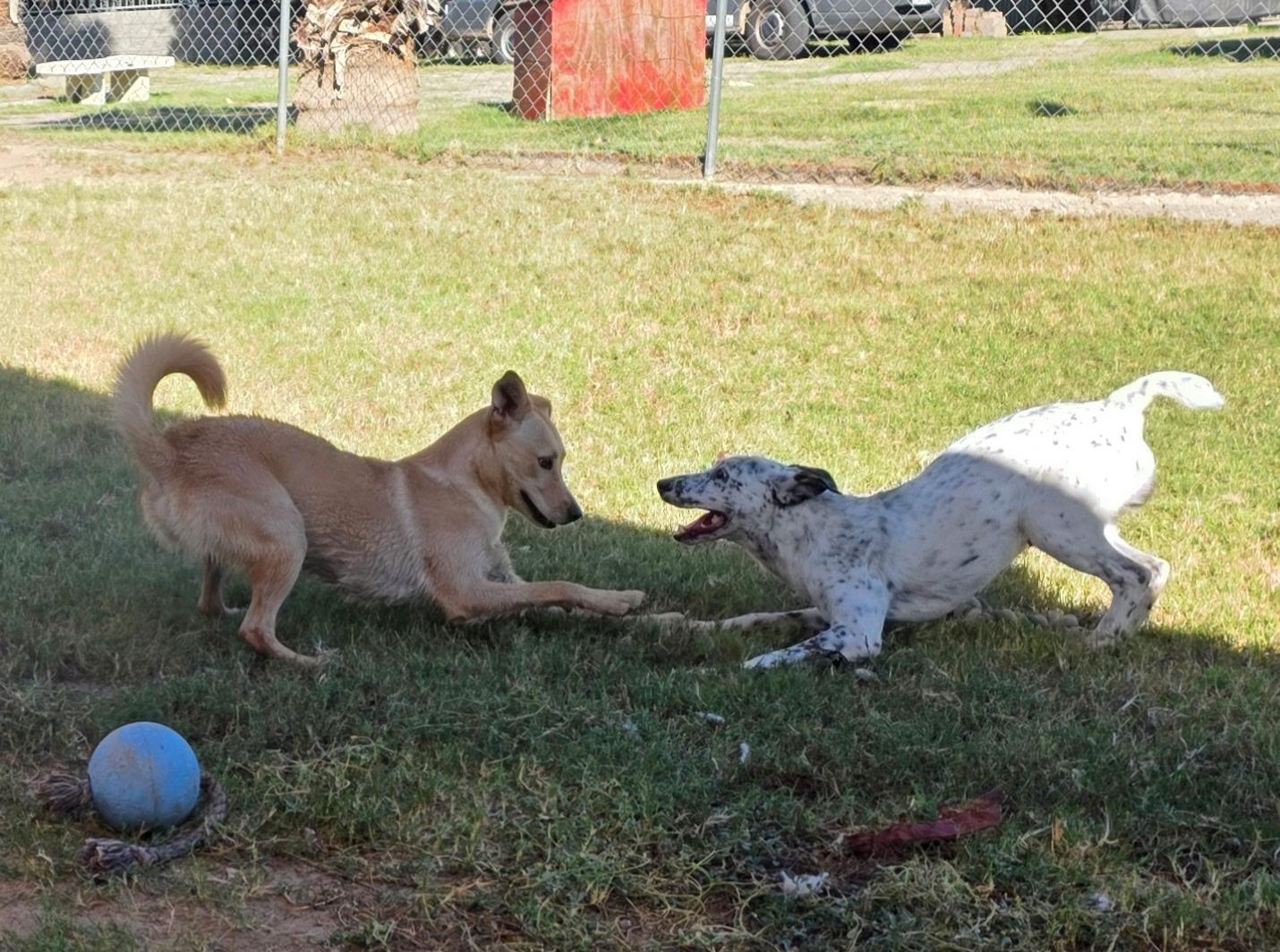 Lock, a Adoptable mixed breed in El Paso, TX image 5/6