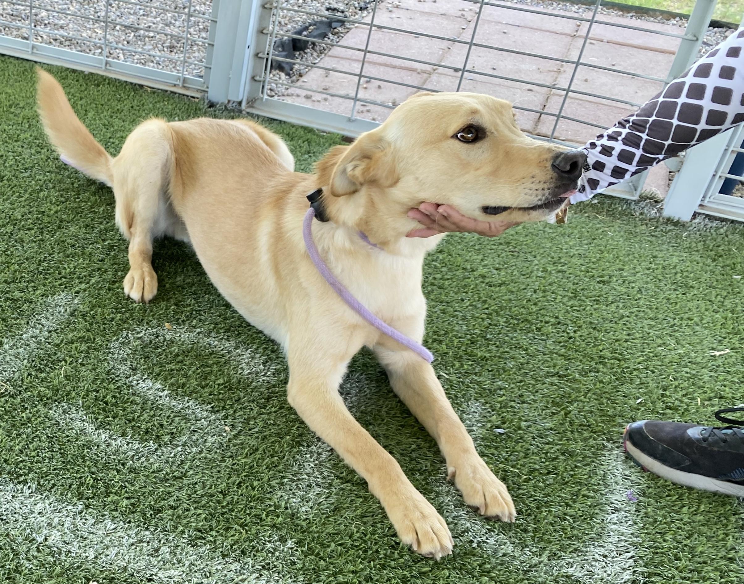Lock, a Adoptable mixed breed in El Paso, TX image 1/6