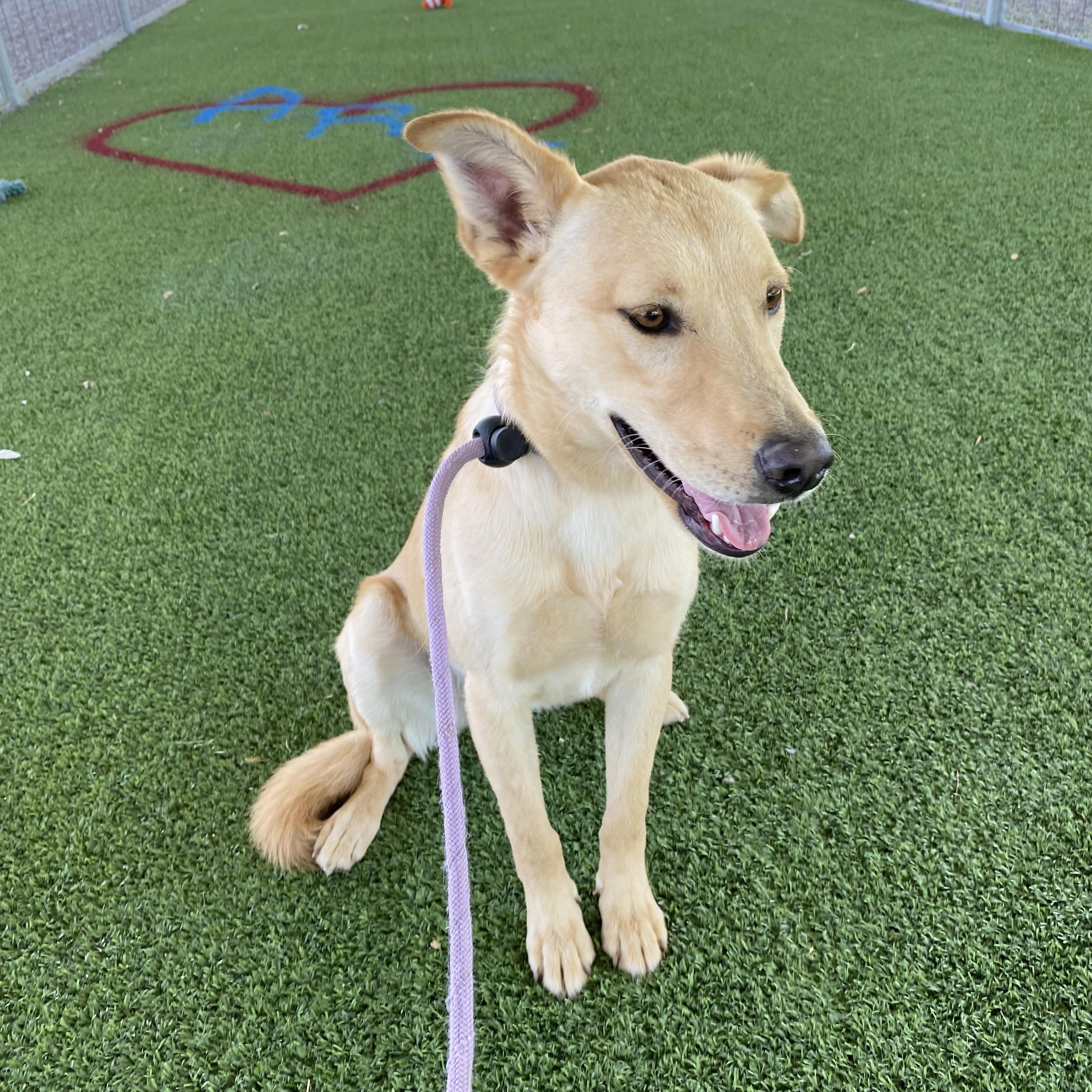 Lock, a Adoptable mixed breed in El Paso, TX image 2/6