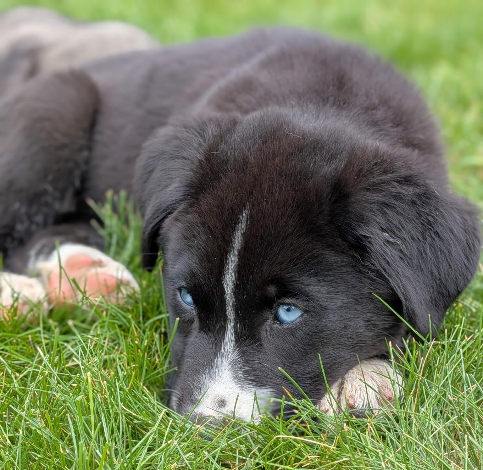 Enlarge Flurry - adopted, an adopted mixed breed in Minneapolis, MN image 1/6