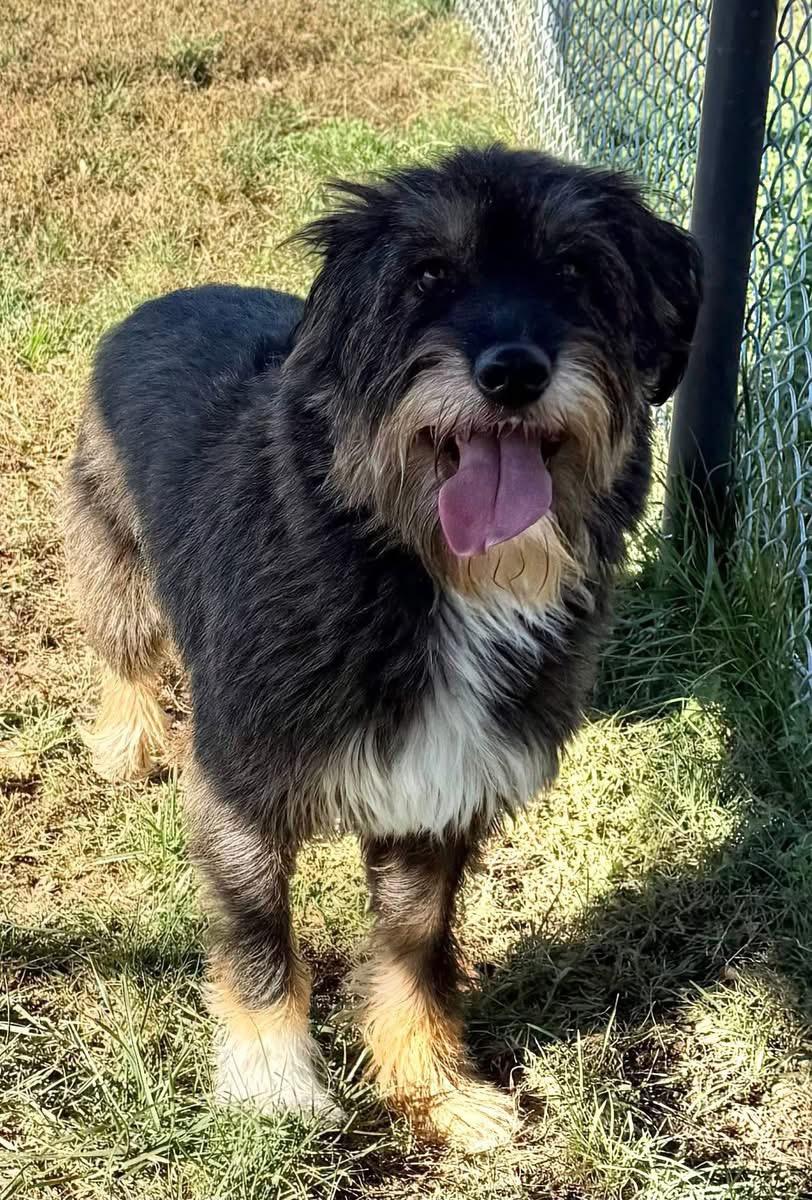 Yuki (ID 48775/3858), Adoptable, Adult Female Wheaten Terrier.