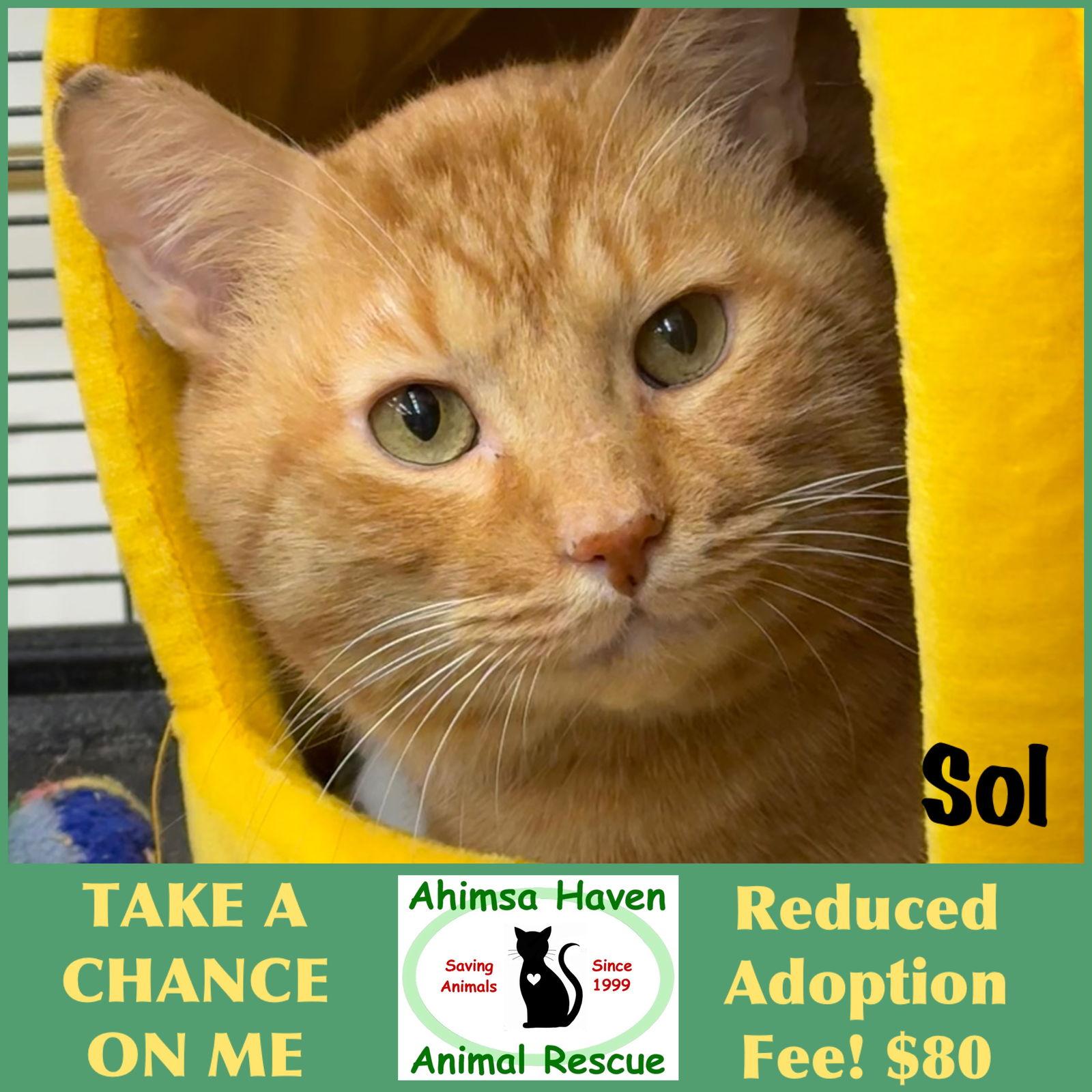 Sol, Adoptable, Adult Male Domestic Short Hair & Tabby.