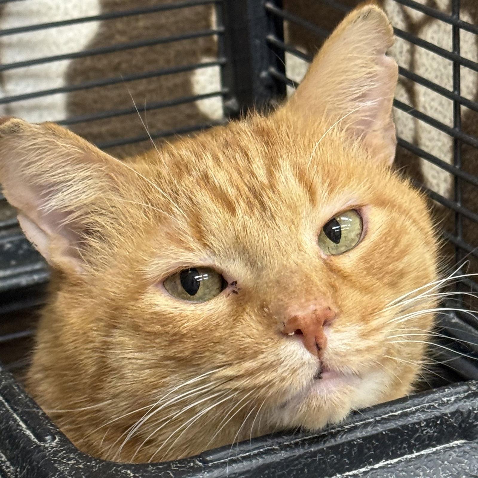 Sol, a Adoptable mixed breed in Winchendon, MA image 2/3