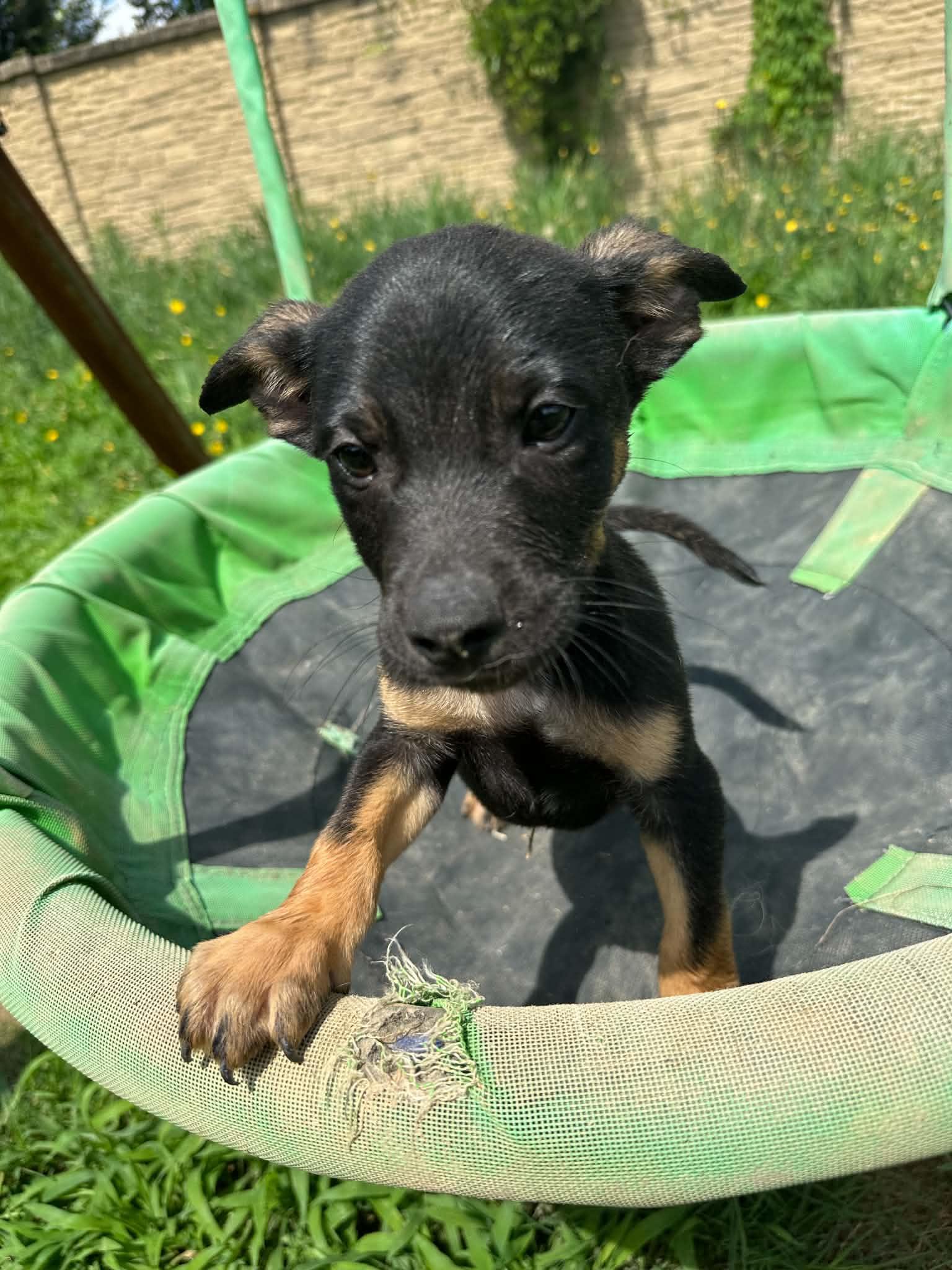 Enlarge Diesel (Erin-fostered in TN), a Adoptable mixed breed in Warwick, RI image 3/3