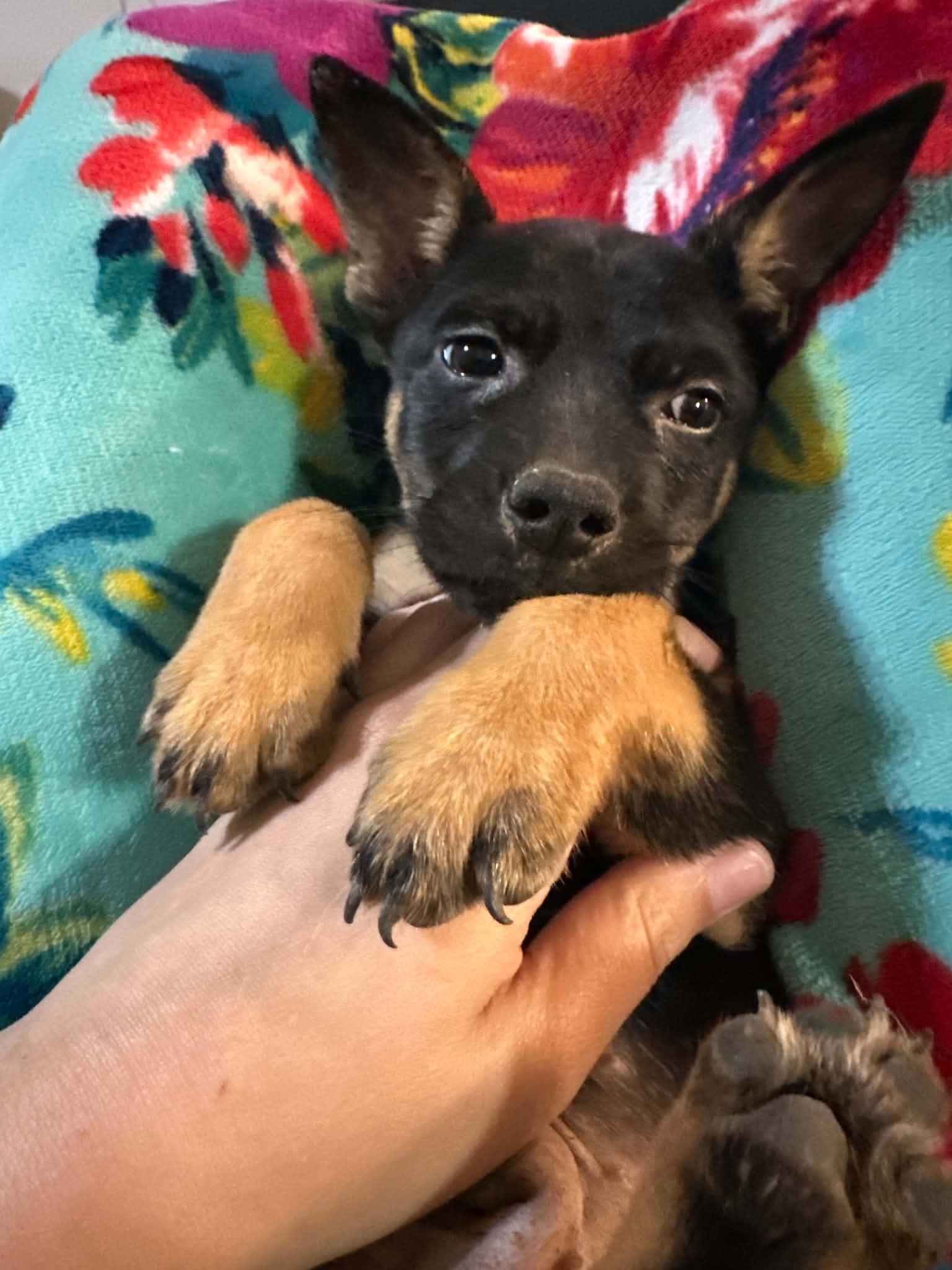 Enlarge Diesel (Erin-fostered in TN), a Adoptable mixed breed in Warwick, RI image 1/3