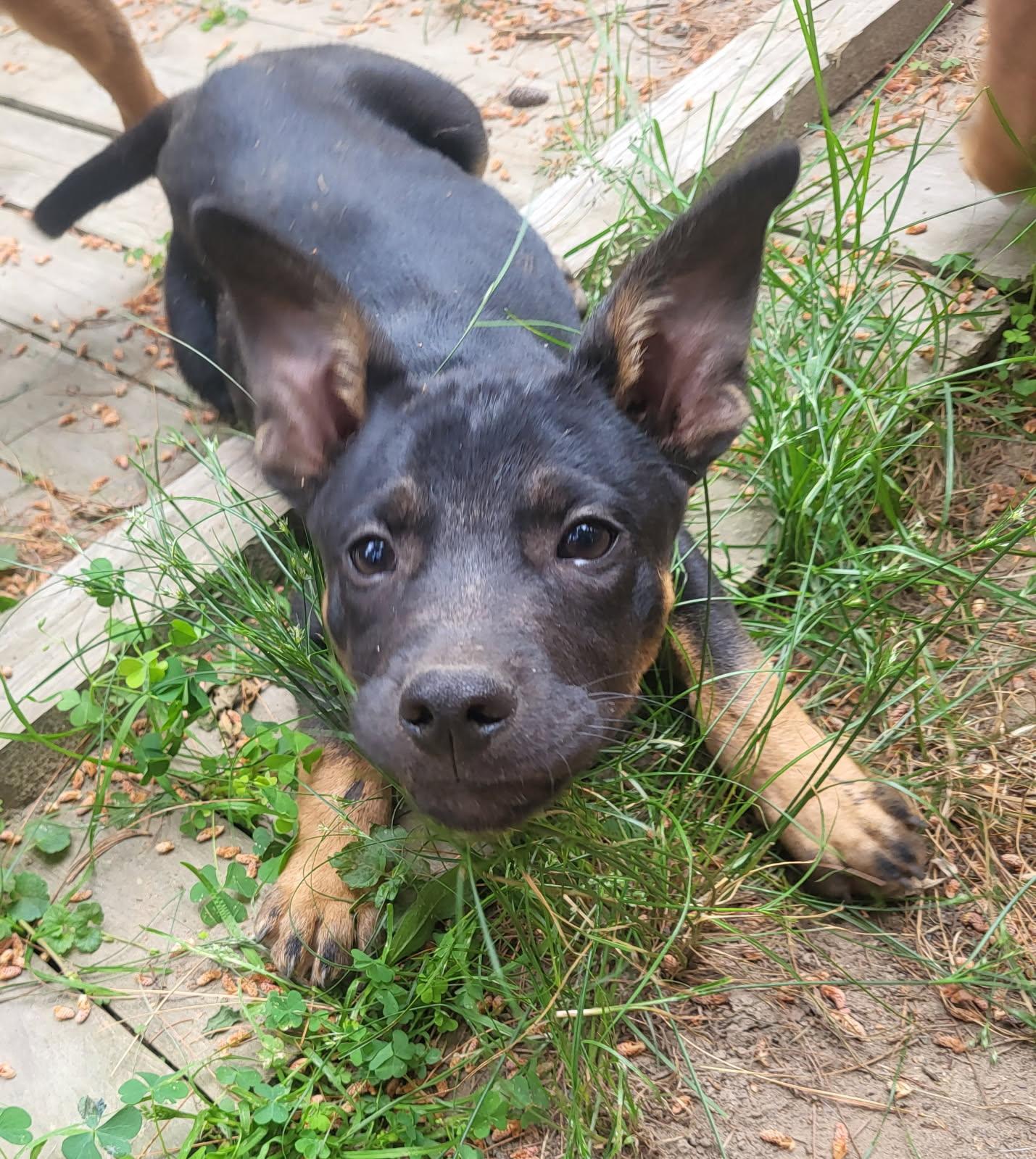 Diesel (DH-fostered in New England), a Adoptable mixed breed in Warwick, RI image 2/5