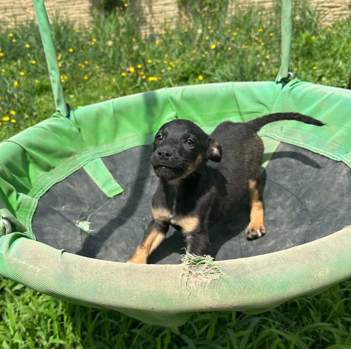 Enlarge Diesel (Erin-fostered in TN), a Adoptable mixed breed in Warwick, RI image 2/3