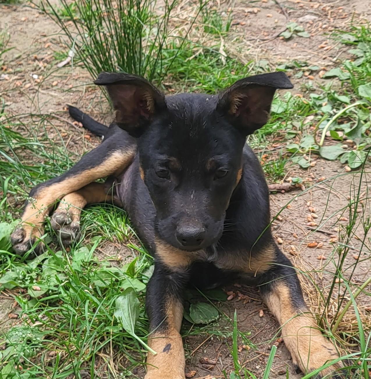 Diesel (DH-fostered in New England), a Adoptable mixed breed in Warwick, RI image 3/5