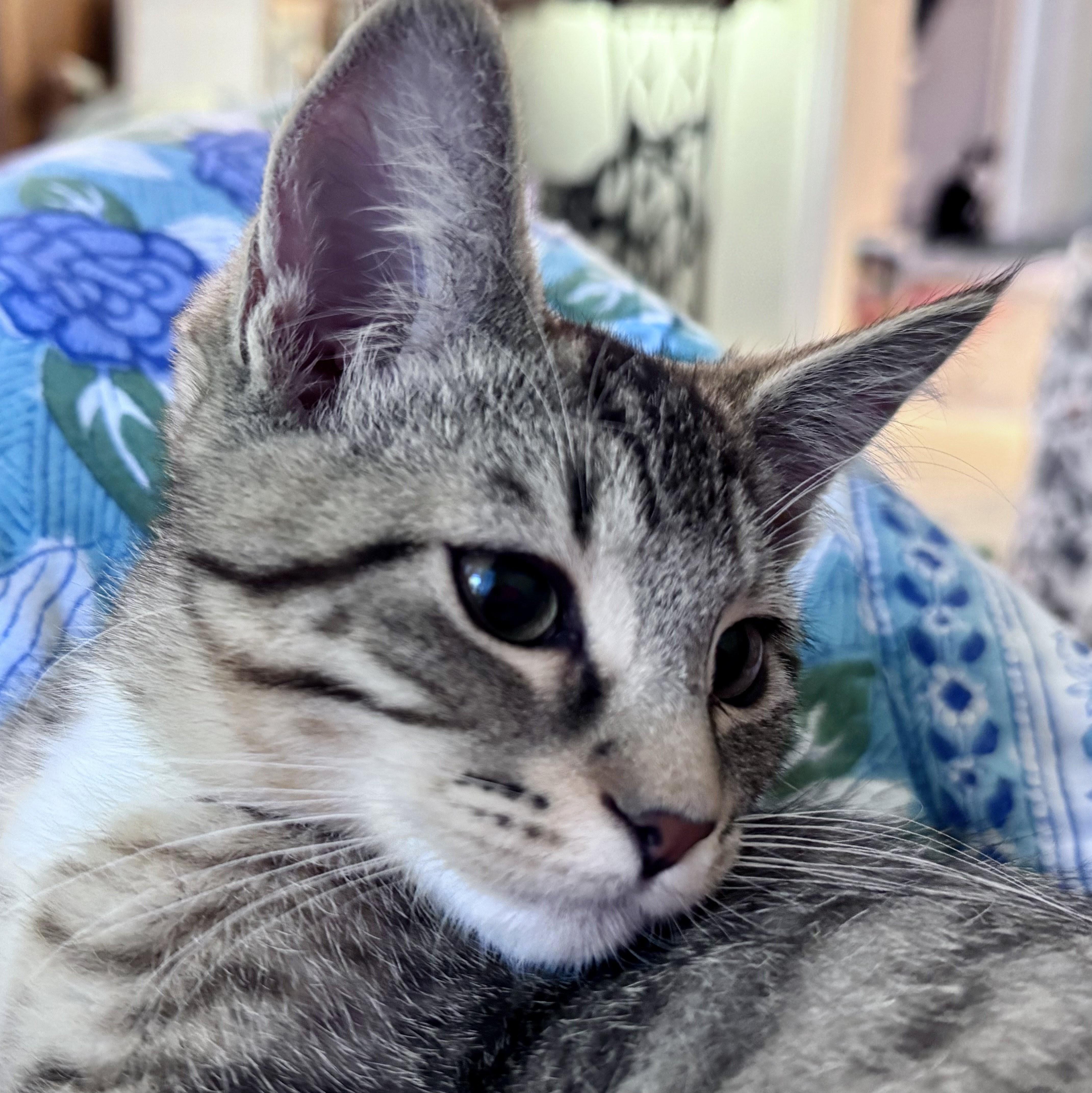 Morel (bonded with Shiitake), Adoptable, Kitten Male Domestic Short Hair.