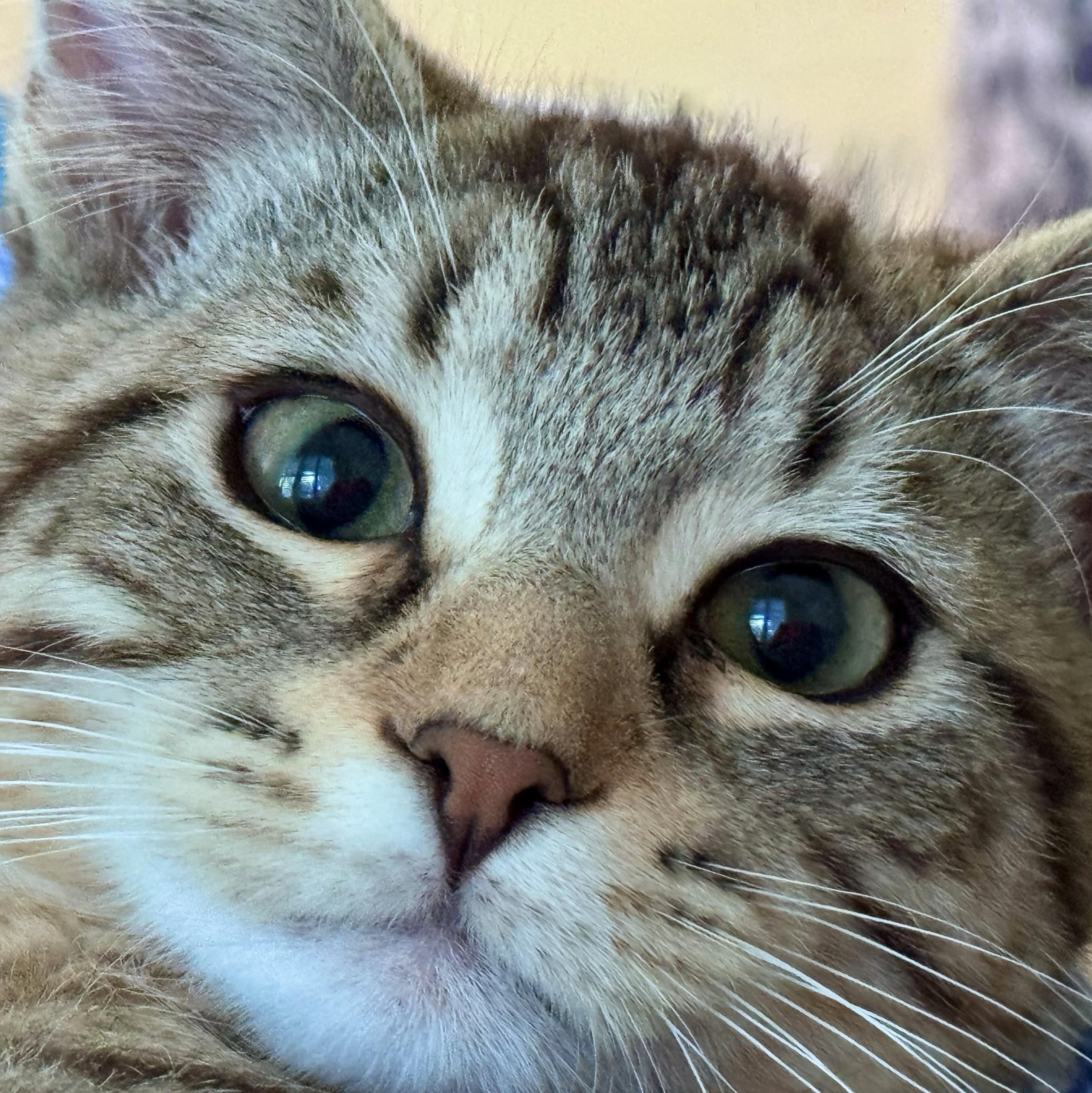 Morel (bonded with Shiitake), a Adoptable Domestic Short Hair in Wilsonville, OR image 3/4
