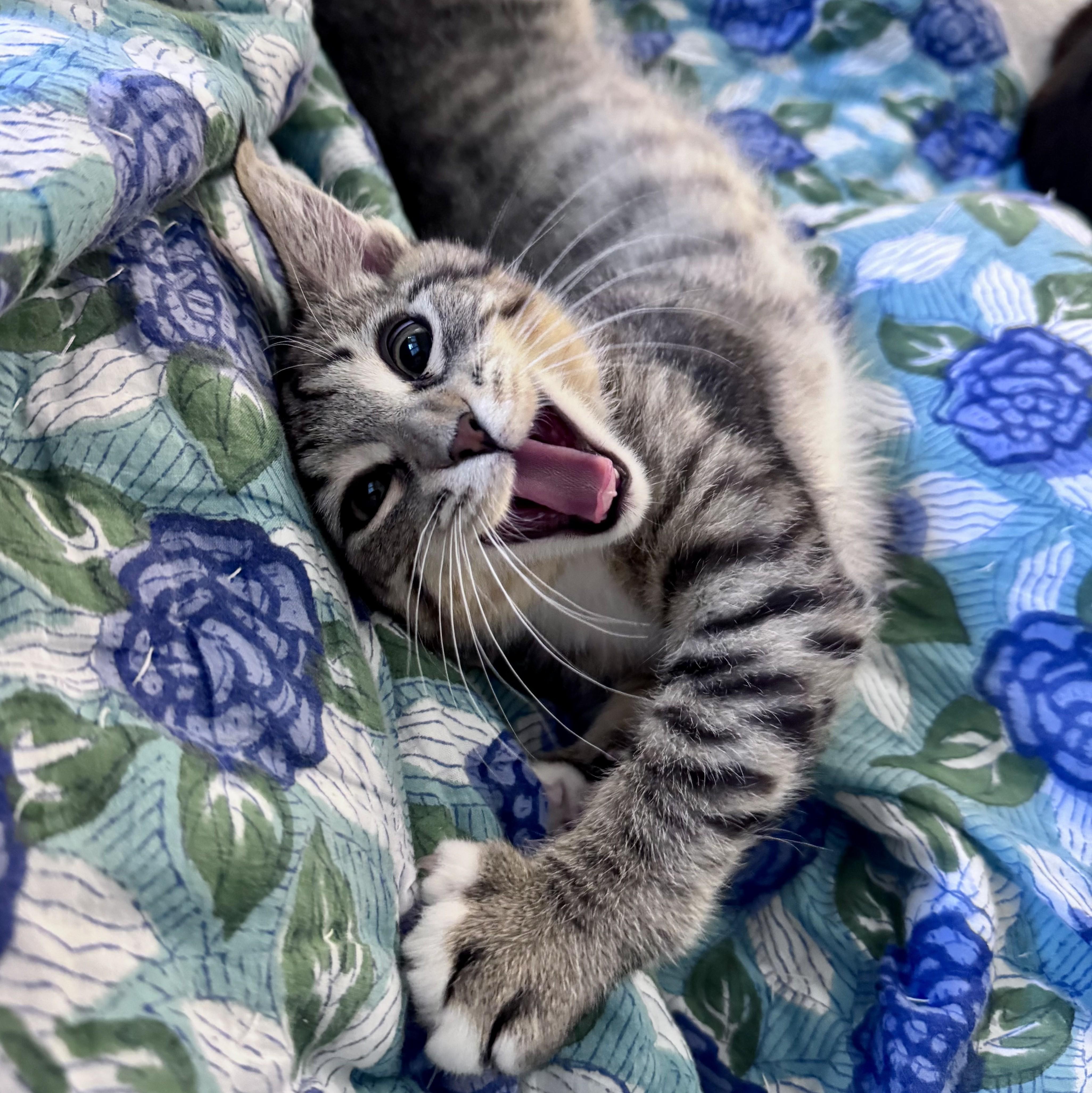Morel (bonded with Shiitake), a Adoptable Domestic Short Hair in Wilsonville, OR image 4/4