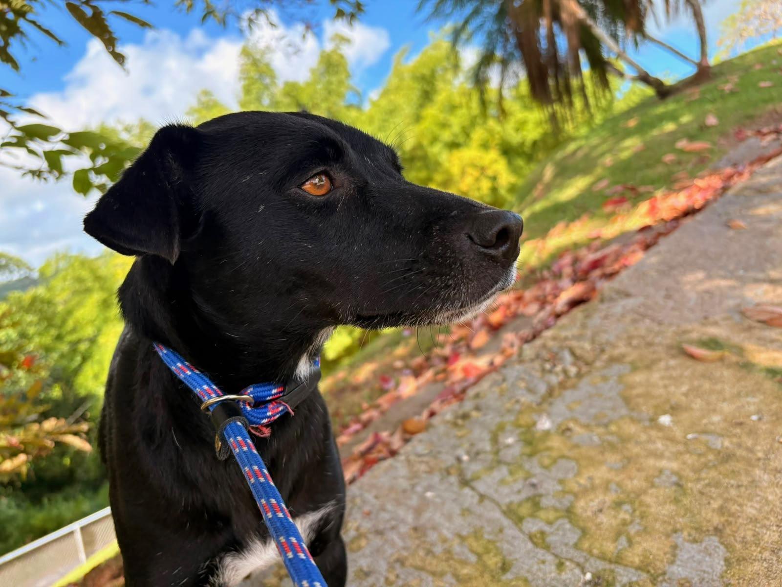 Minerva, a ADOPTABLE Mixed Breed in Morristown, NJ image 2/3