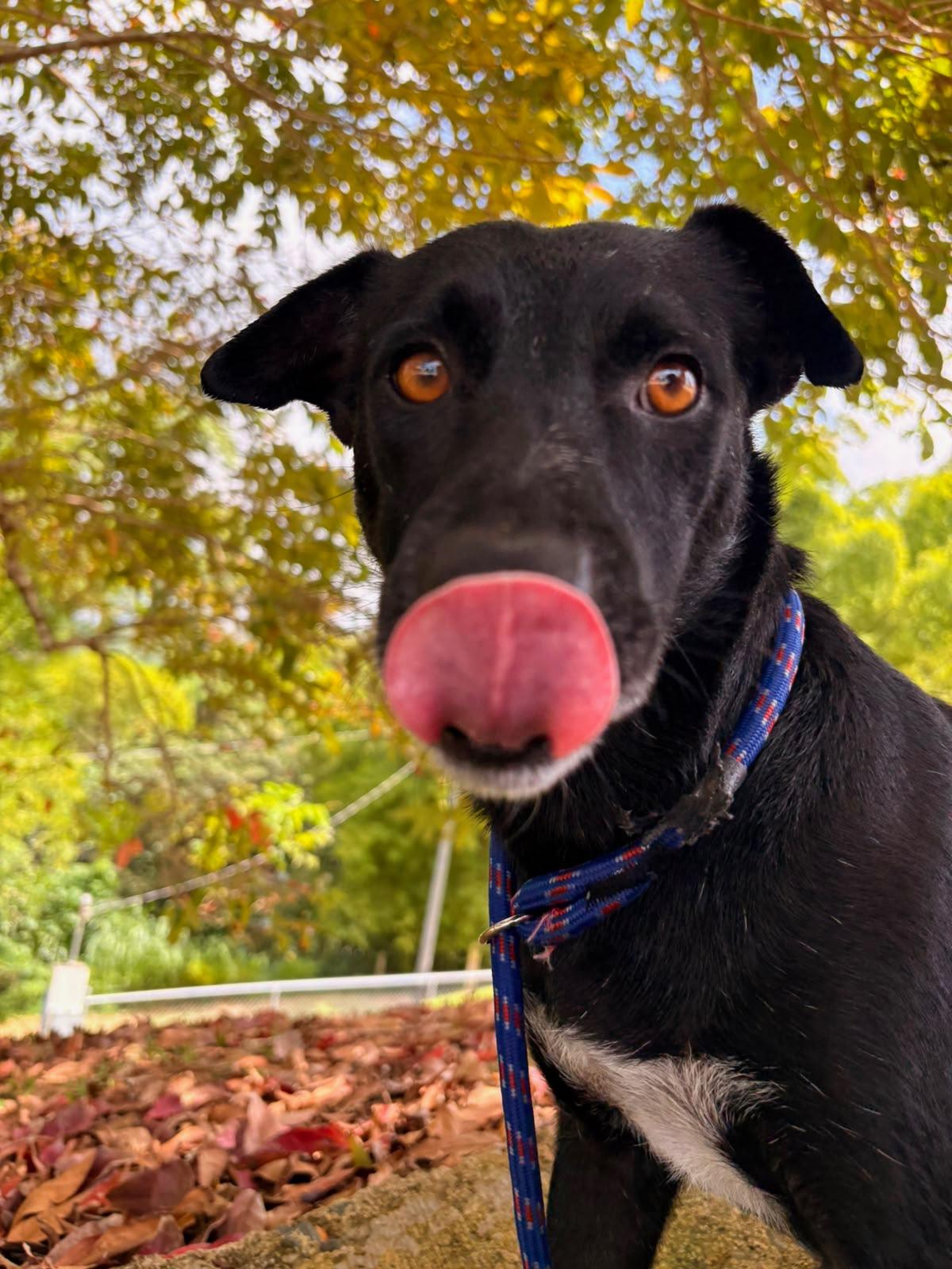 Minerva, a ADOPTABLE Mixed Breed in Morristown, NJ image 1/3