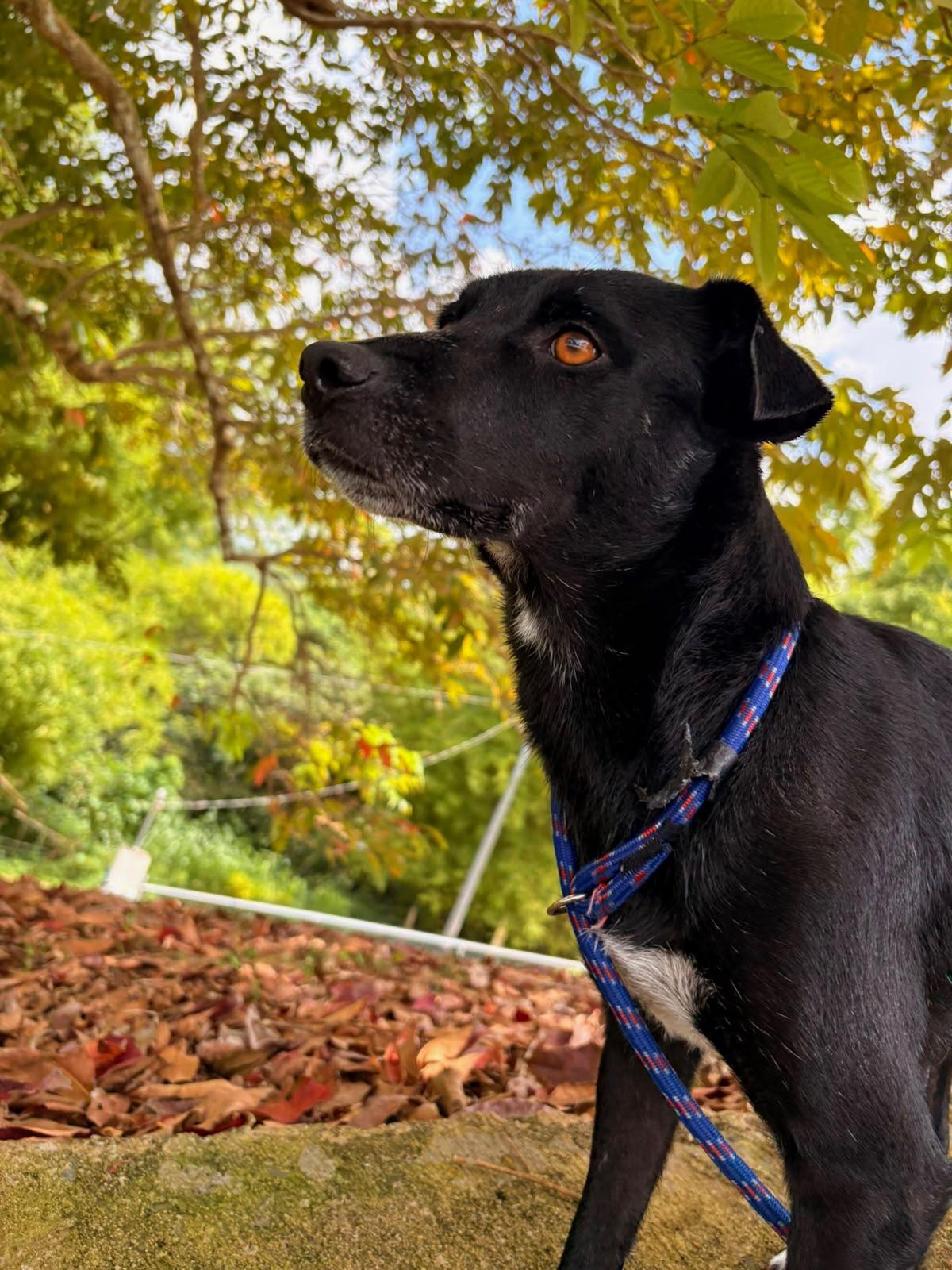 Minerva, a ADOPTABLE Mixed Breed in Morristown, NJ image 3/3