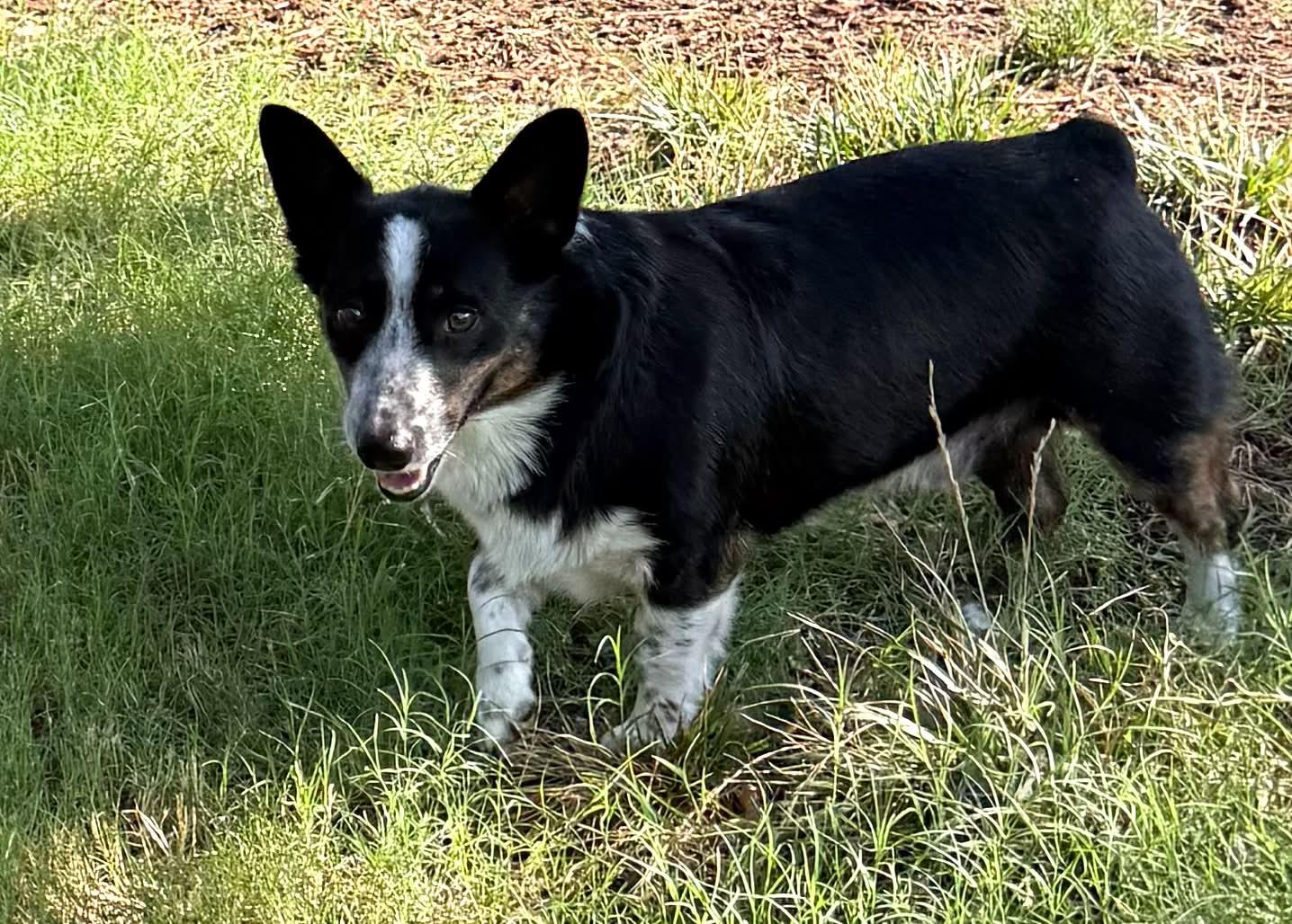 Murphy, a ADOPTABLE Corgi in Oklahoma City, OK image 2/2