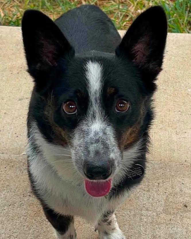 Enlarge Murphy, an adopted Corgi in Oklahoma City, OK image 1/4