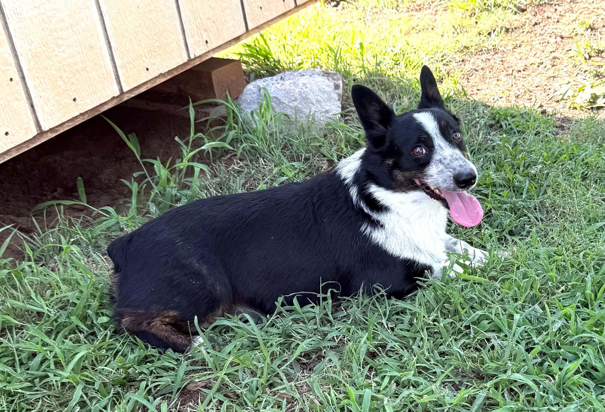 Murphy, ADOPTABLE, Adult Male Corgi.
