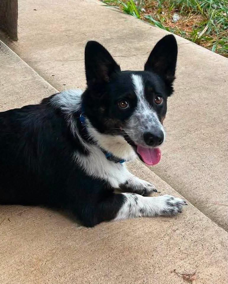 Enlarge Murphy, an adopted Corgi in Oklahoma City, OK image 4/4