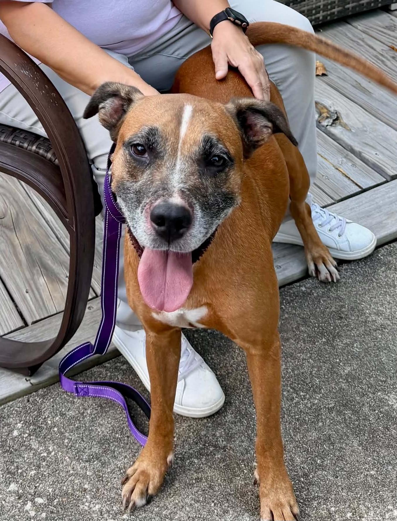 Enlarge LIBBY, a Adoptable mixed breed in Largo, FL image 3/6