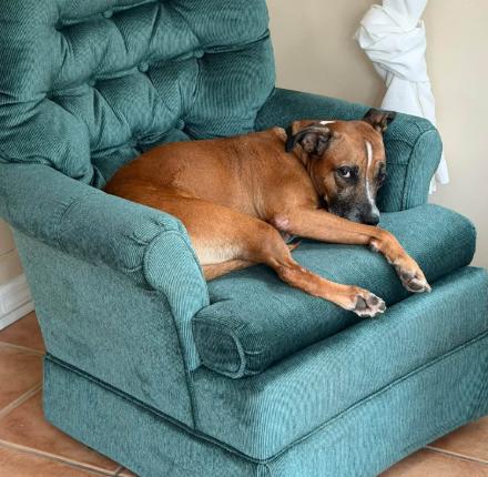Enlarge LIBBY, a Adoptable mixed breed in Largo, FL image 6/6