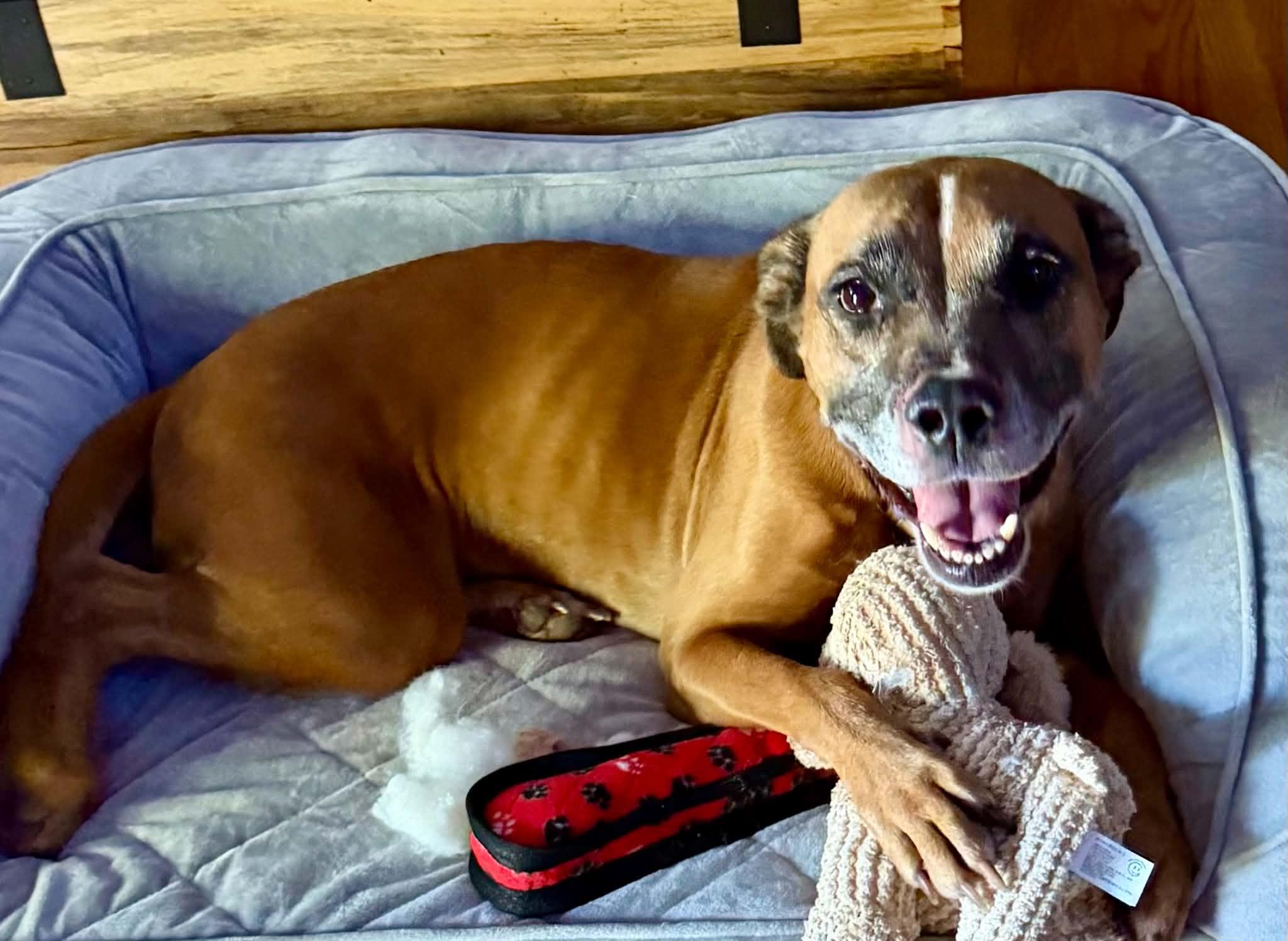 Enlarge LIBBY, a Adoptable mixed breed in Largo, FL image 4/6