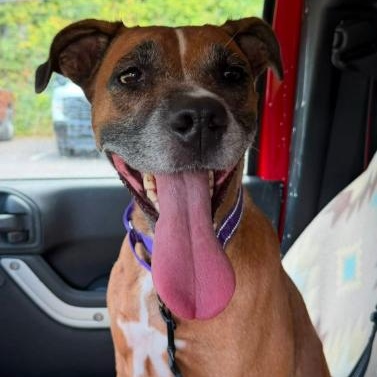 Enlarge LIBBY, a Adoptable mixed breed in Largo, FL image 2/6