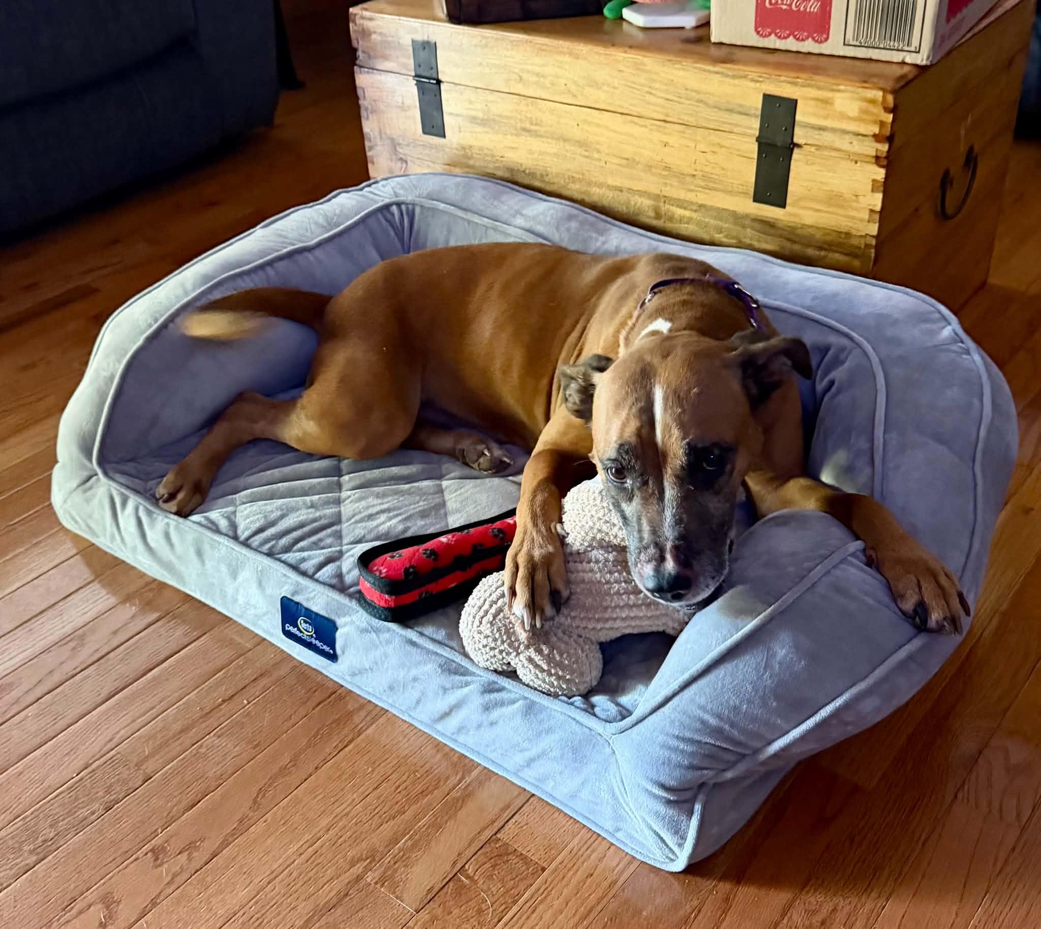 Enlarge LIBBY, a Adoptable mixed breed in Largo, FL image 5/6
