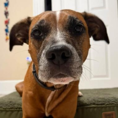 LIBBY, Adoptable, Adult Female Boxer.