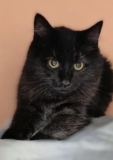 Beauty, Adoptable, Kitten Female Maine Coon.